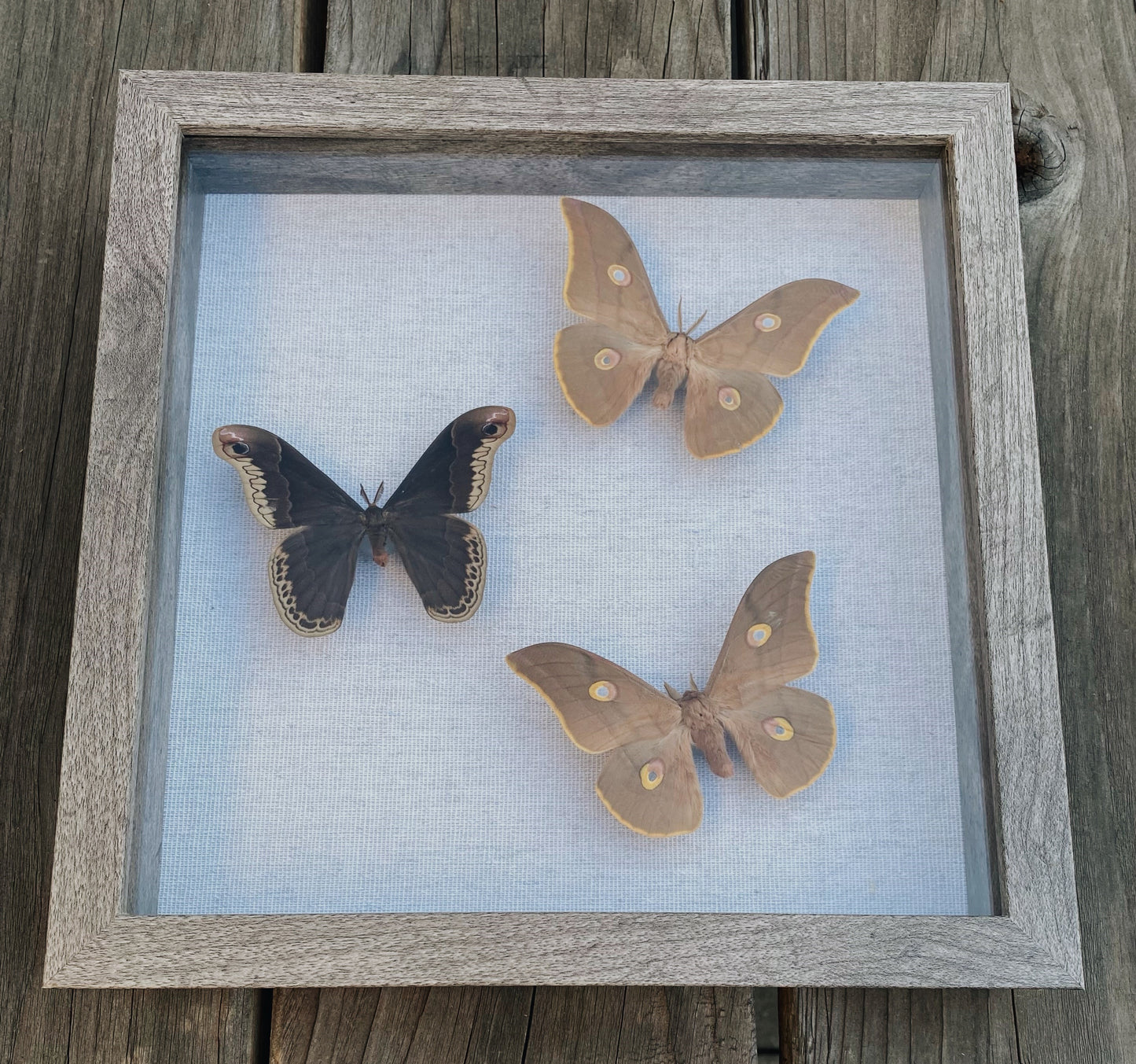 Black and tan silkmoths in cool gray frame