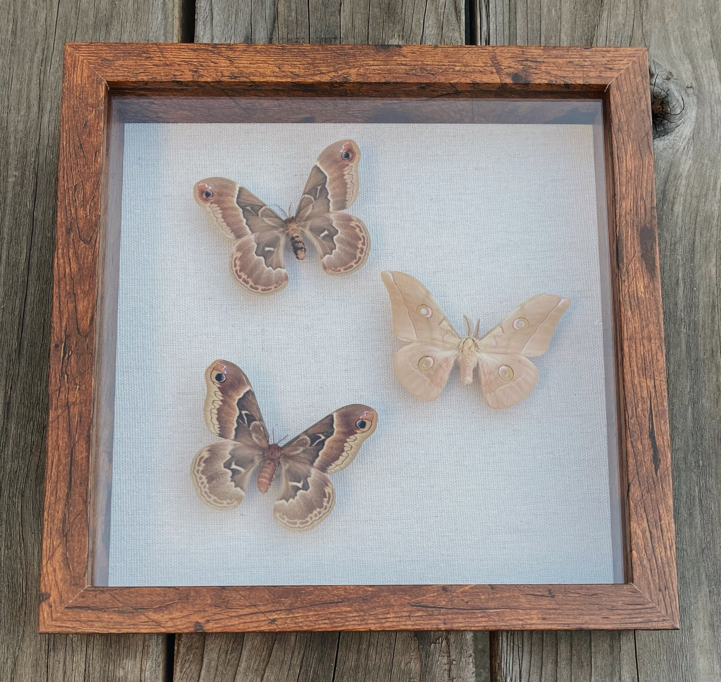 Red, white, and brown silkmoths in brown wooden frame