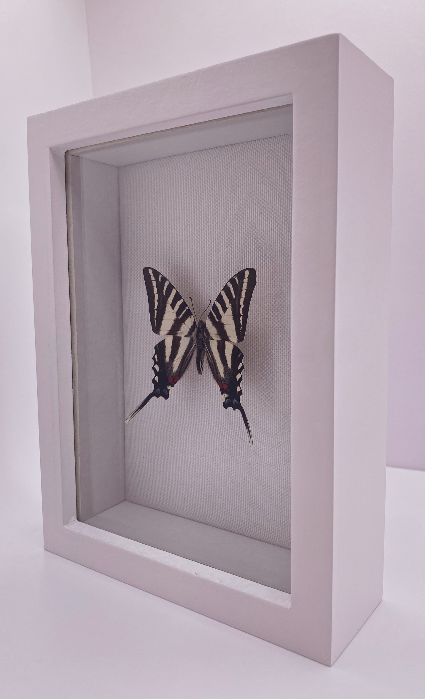 Black and white butterfly in white frame