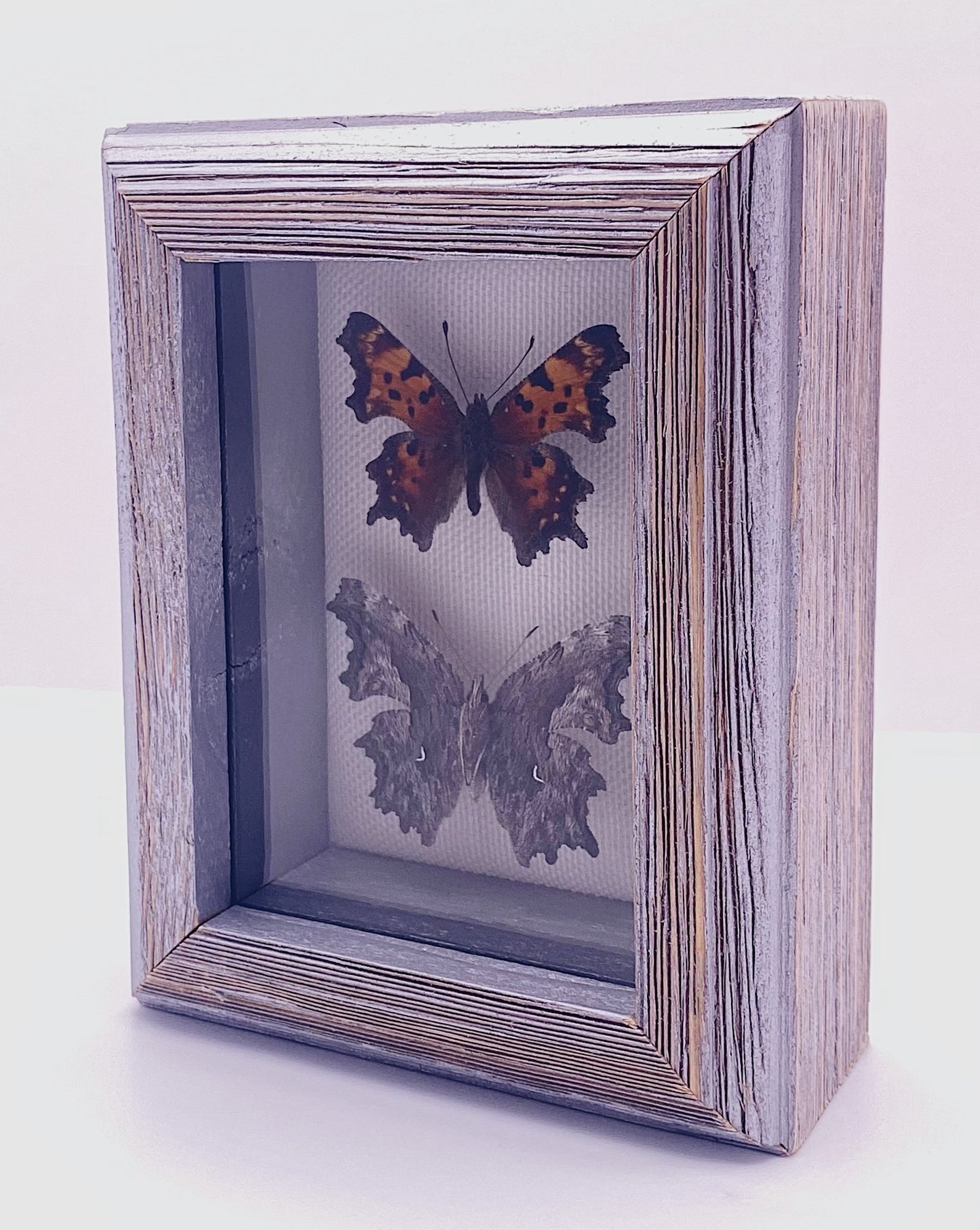 Orange, black, and gray butterfly in wooden gray frame.