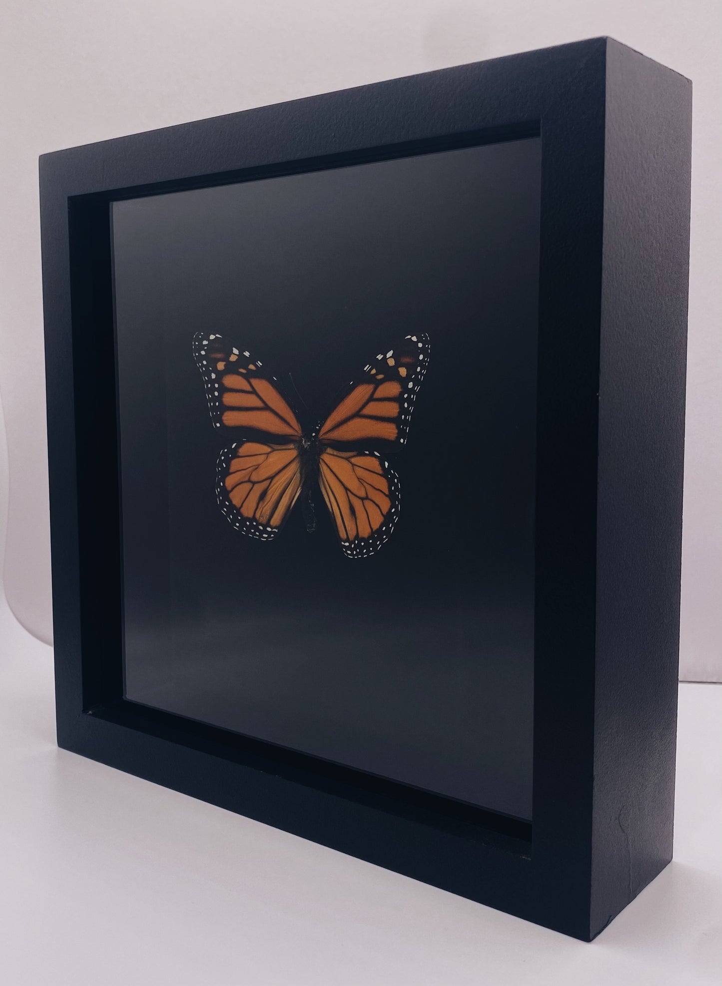 Black, orange, and white butterfly in black frame