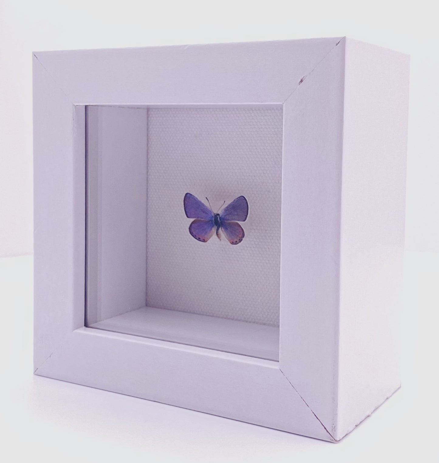Blue and orange butterfly in white frame