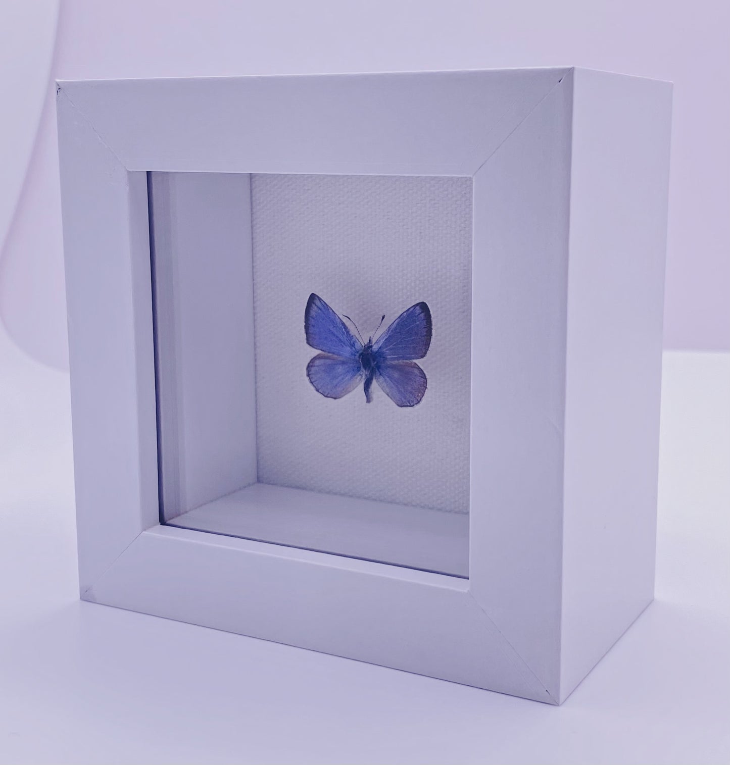 Blue and black butterfly in white frame