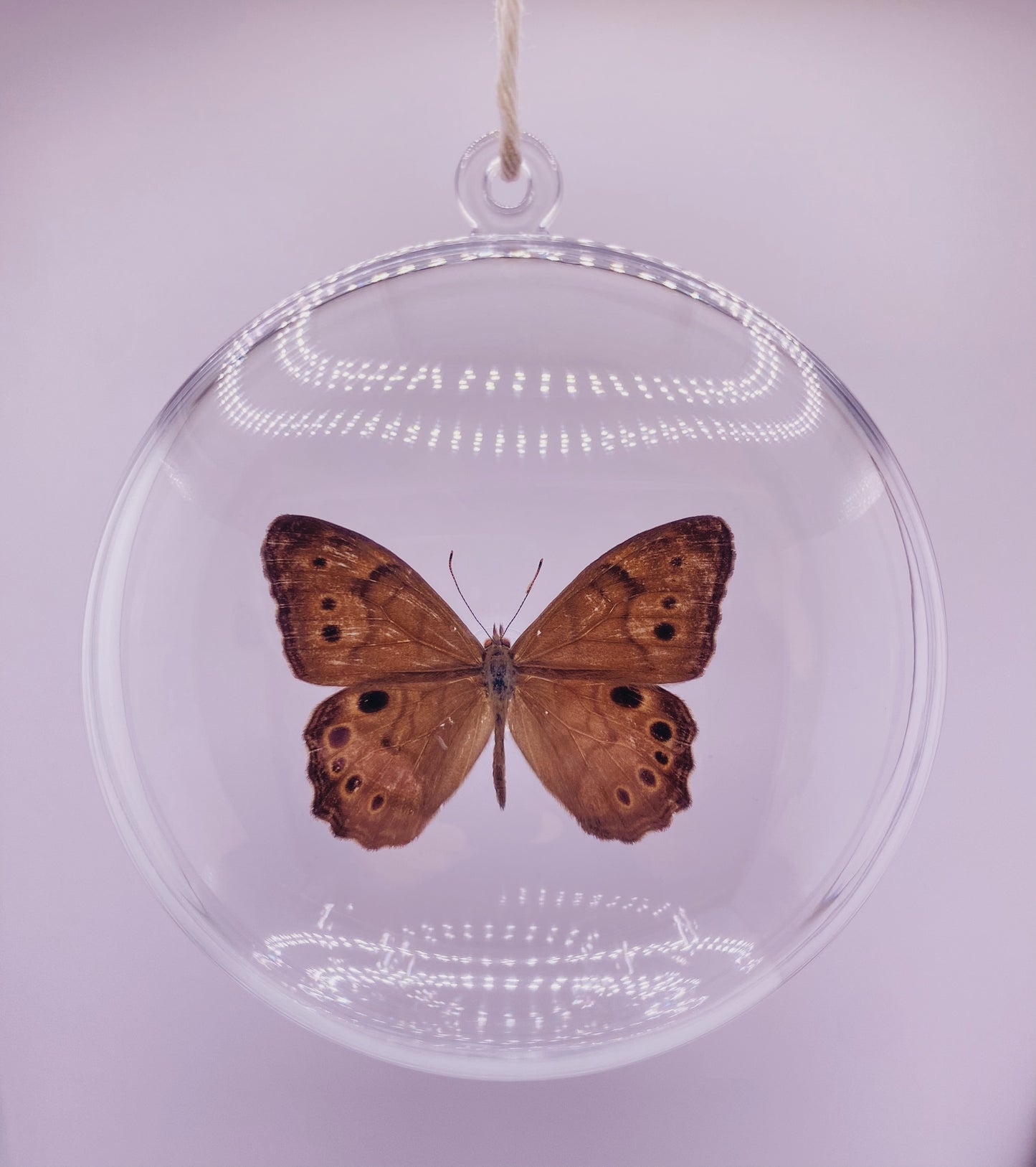 Brown butterfly ornament