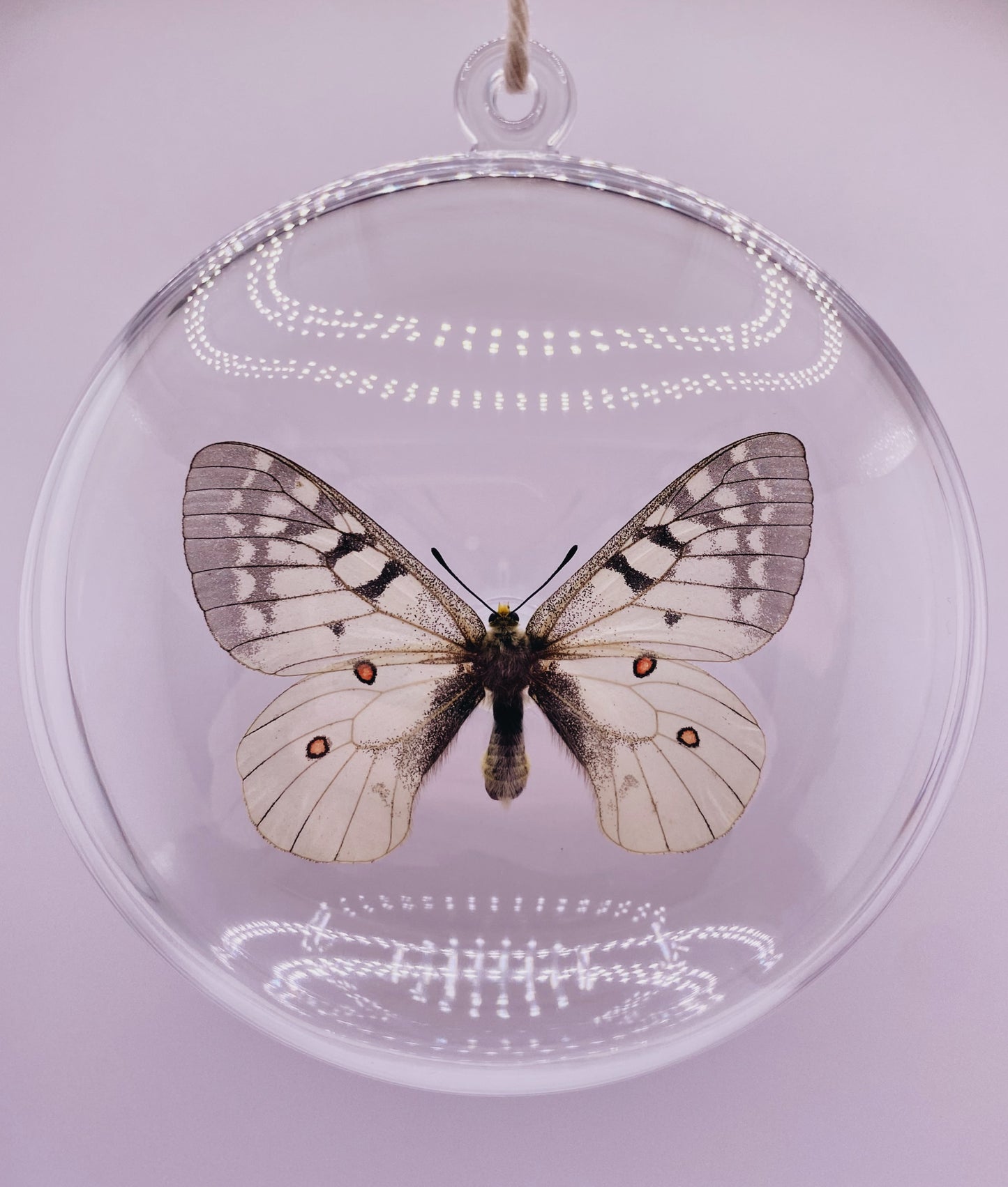 White, black, and red butterfly ornament.