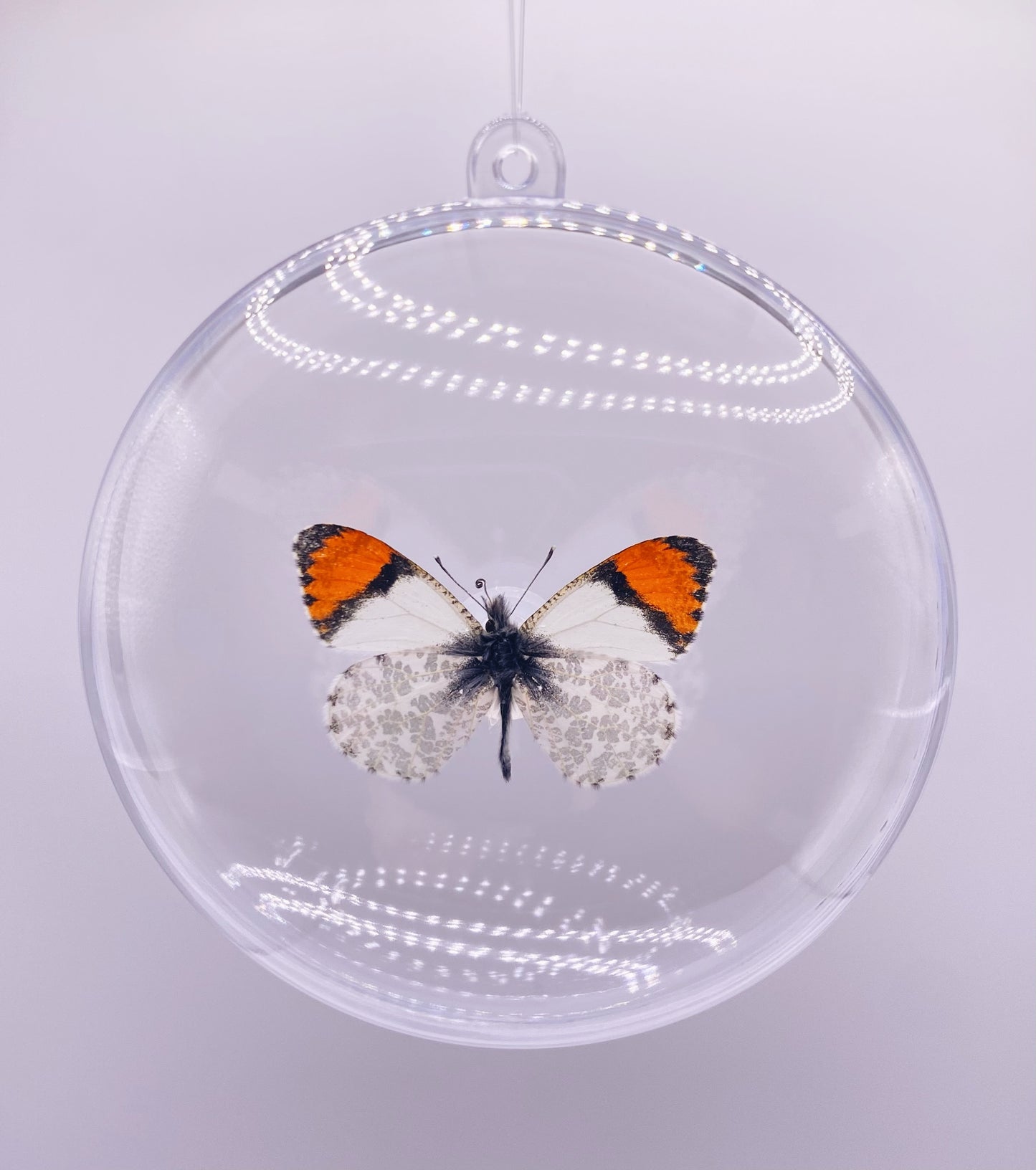 White and orange butterfly ornament.