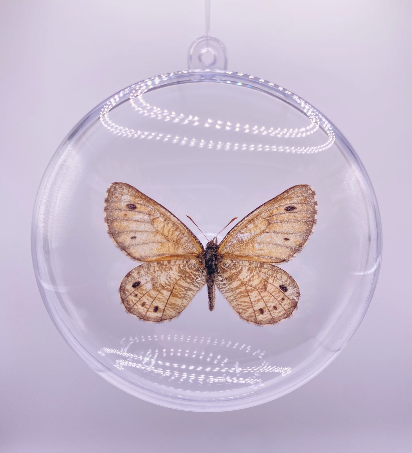 Tan butterfly ornament