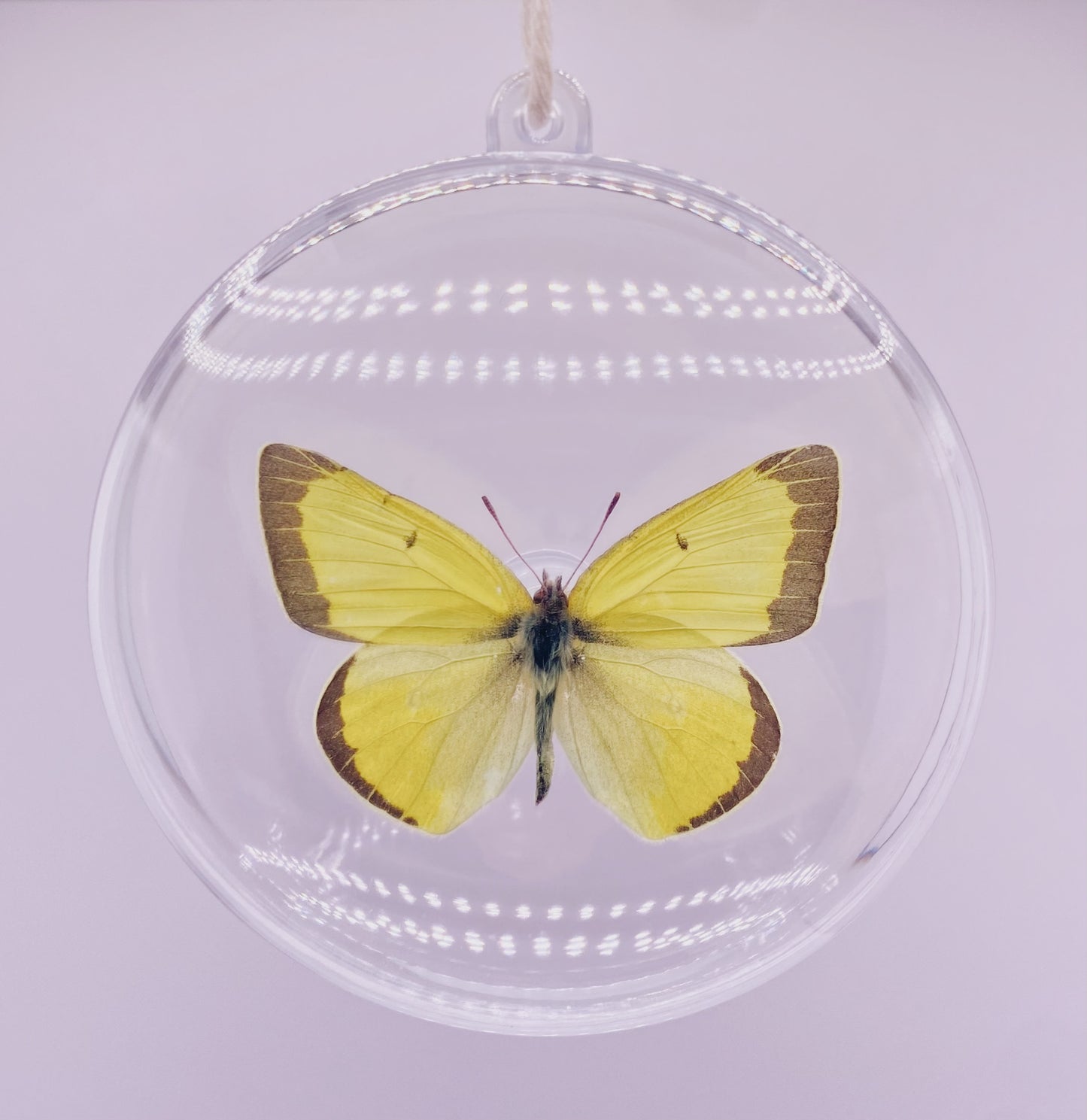 Yellow and black butterfly ornament