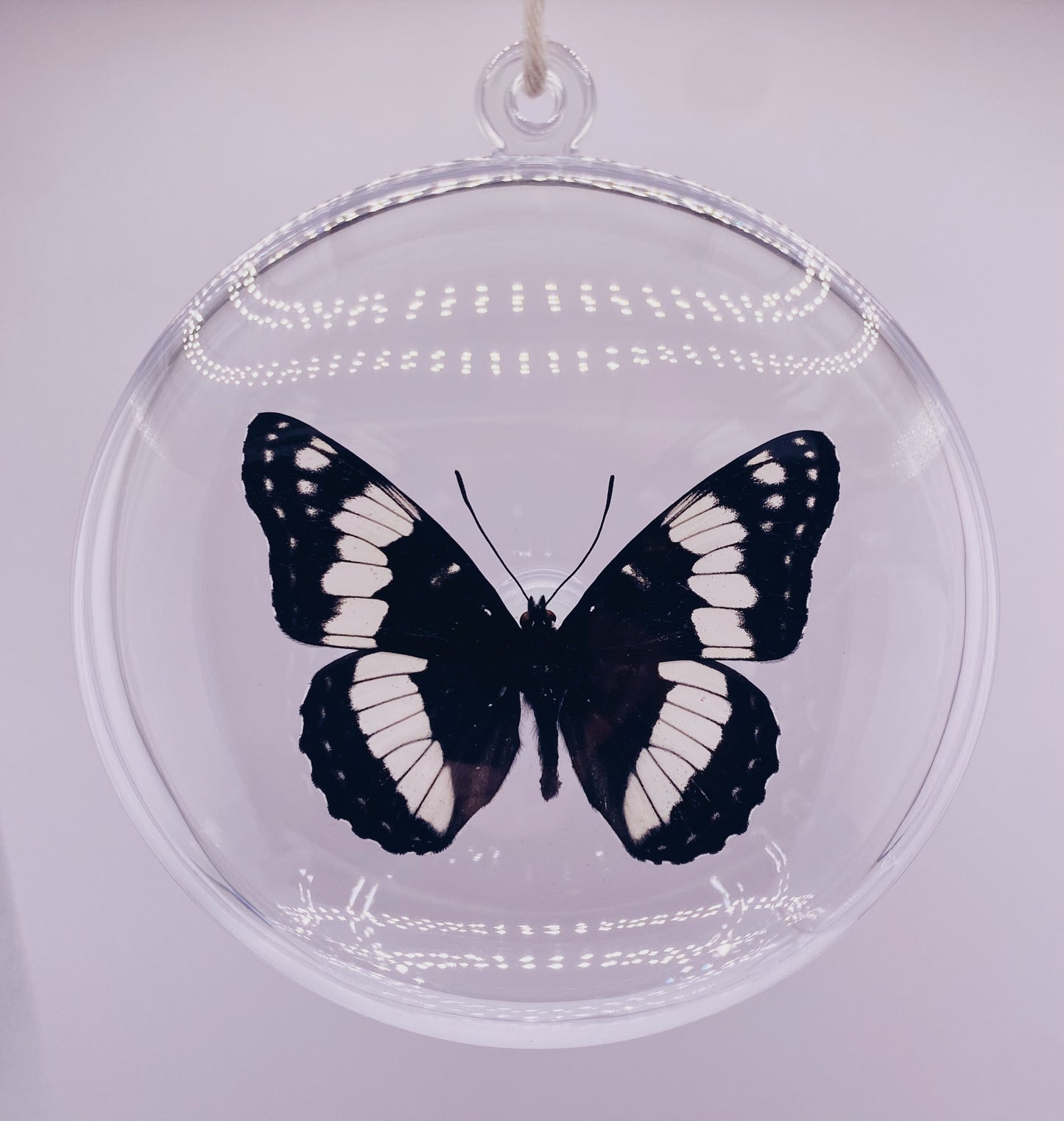 Black, white, and blue butterfly ornament