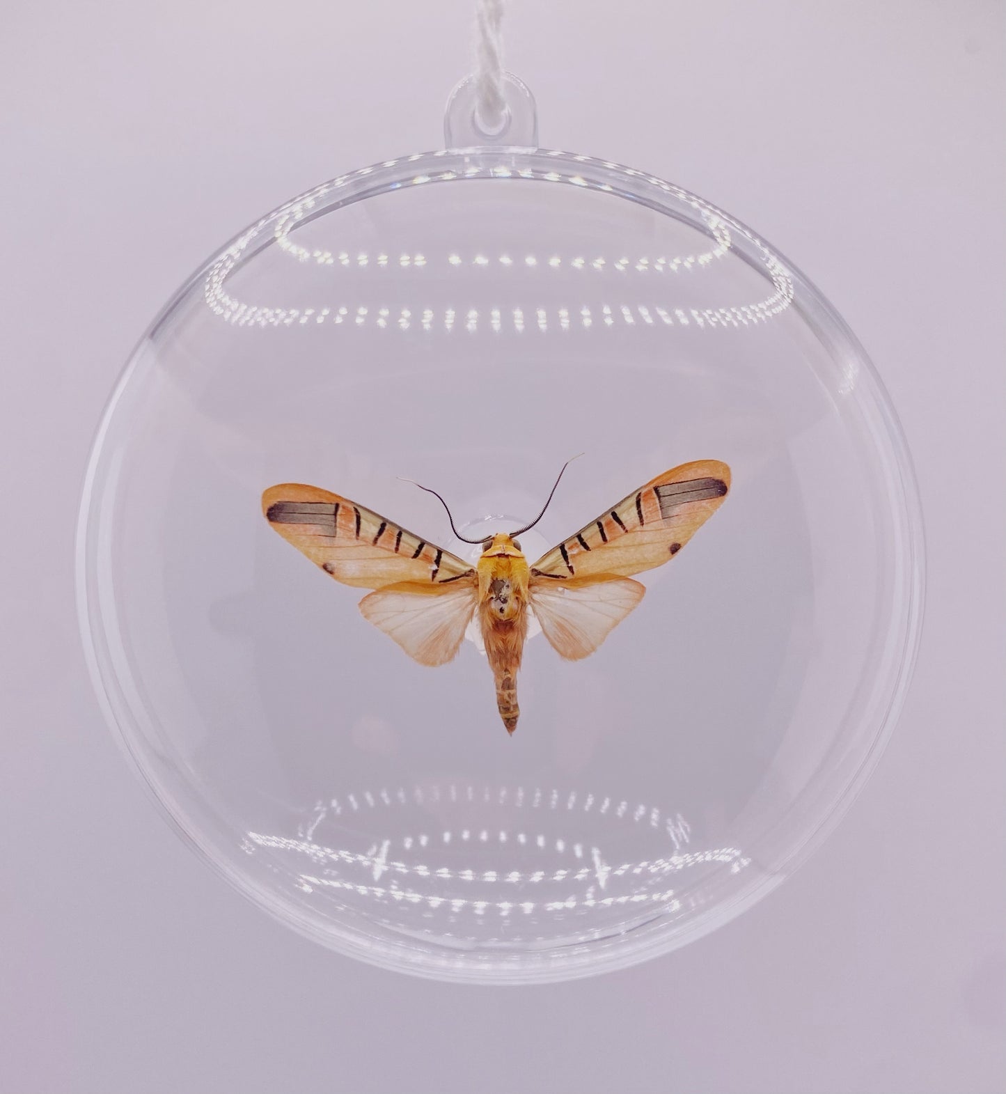 Yellow and pink moth ornament