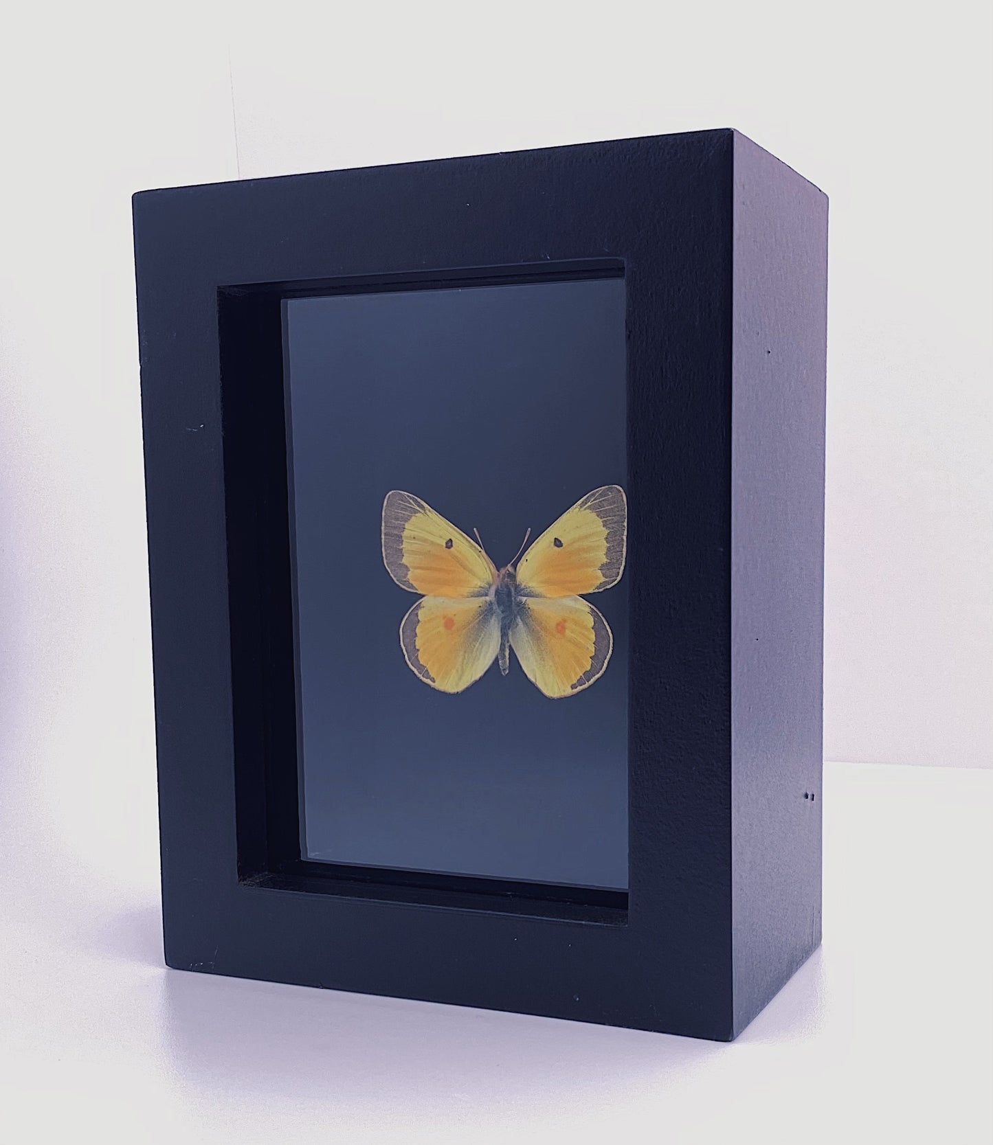 Yellow butterfly in black frame