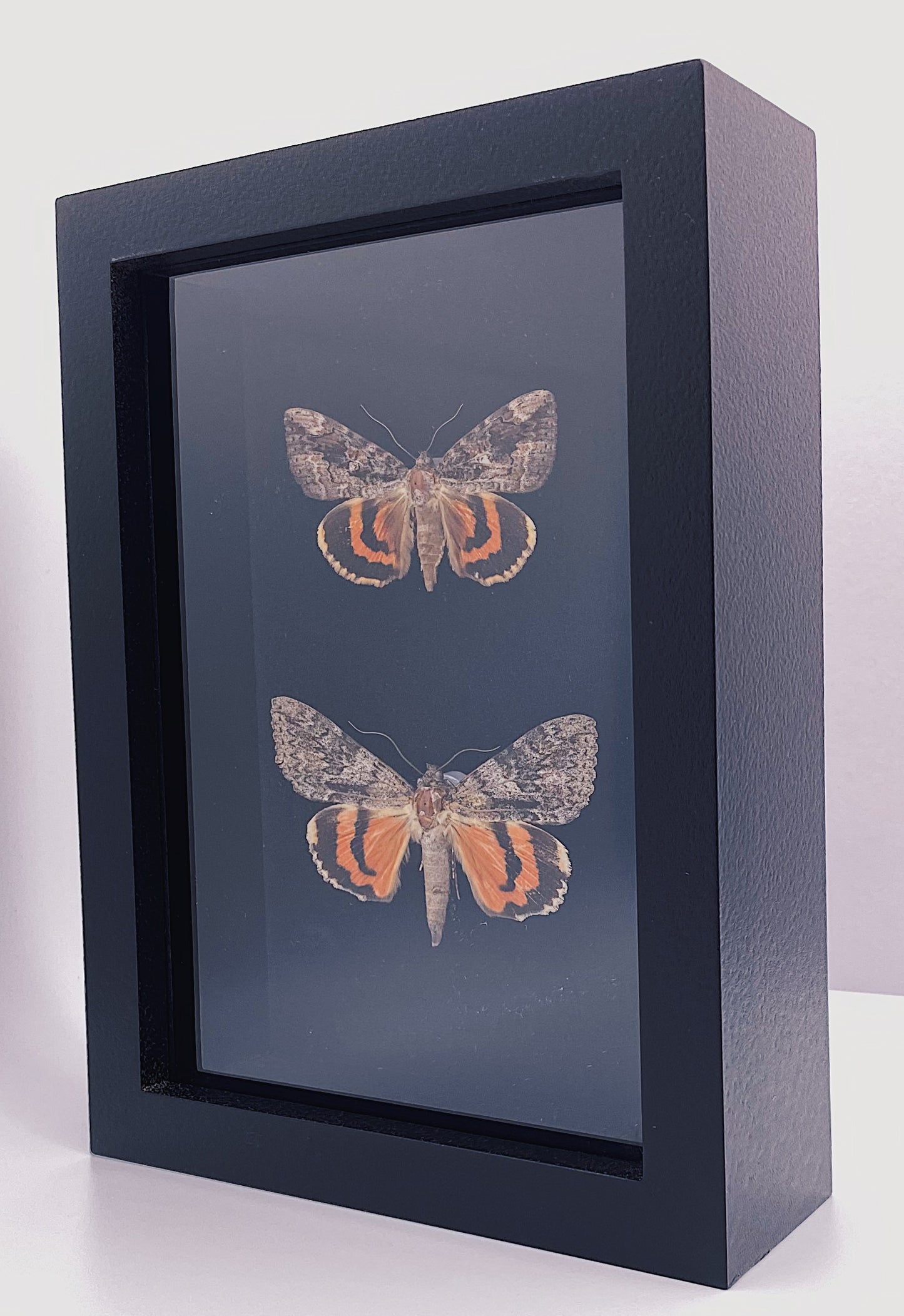 Red and pink butterflies in black frame