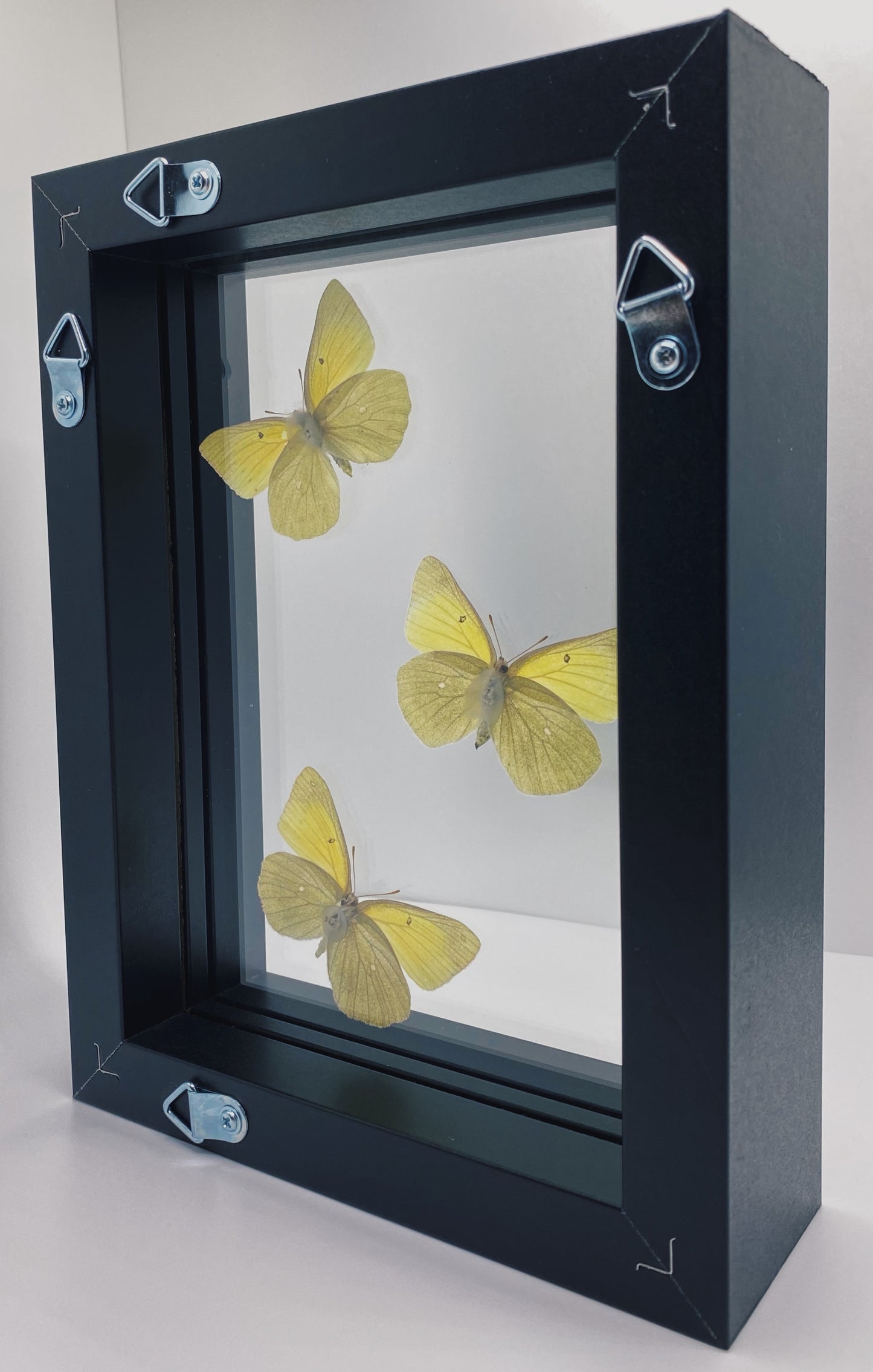 Yellow butterflies in black frame