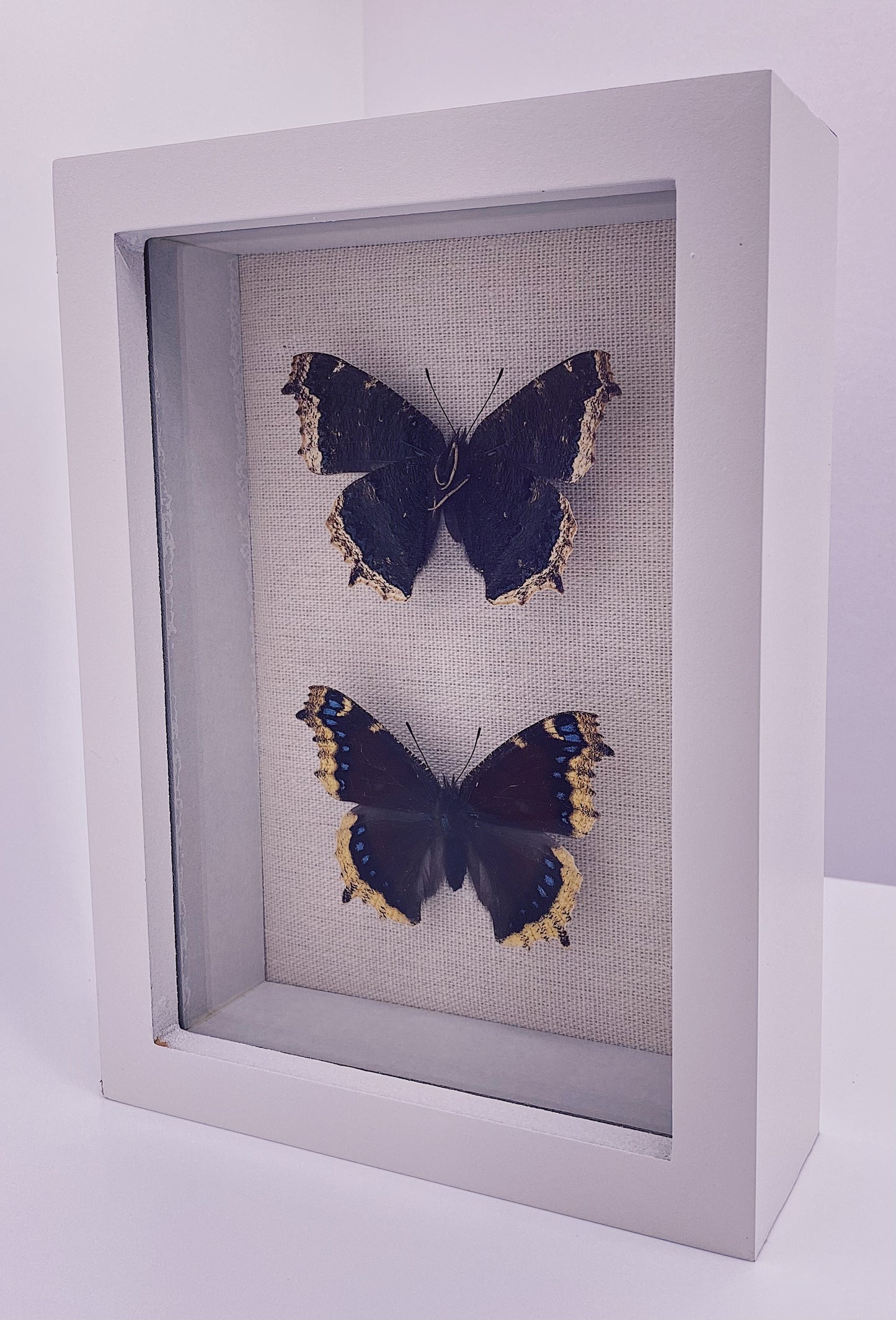 Brown butterflies with blue dots in white frame