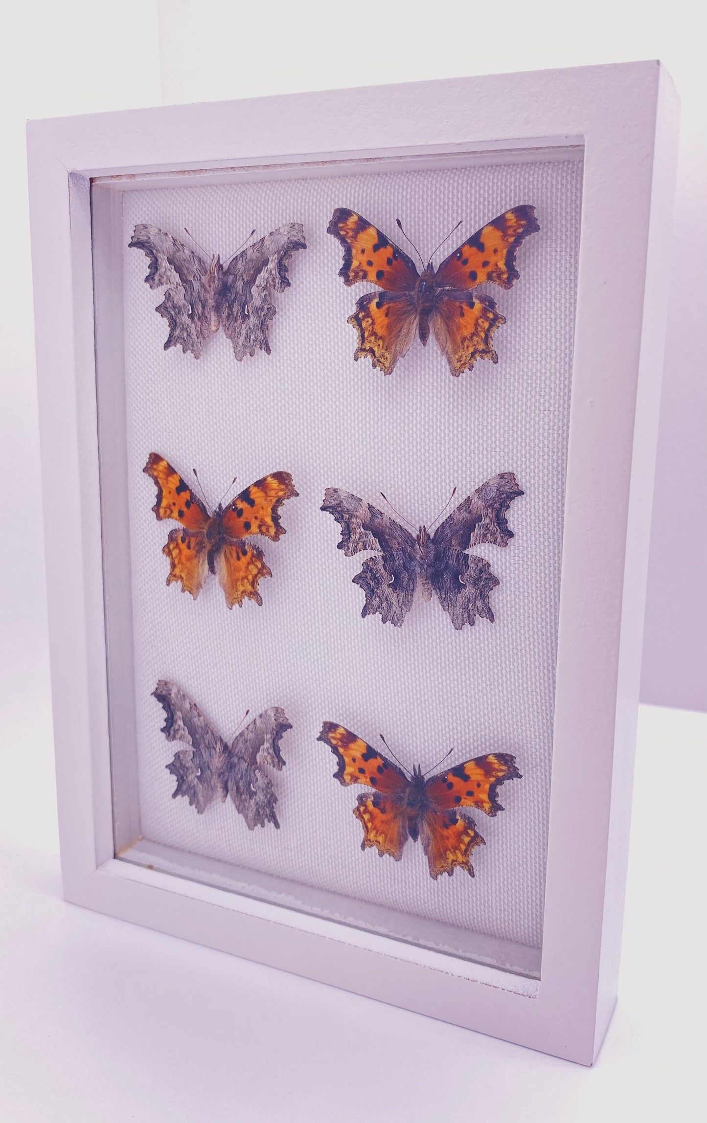 Orange and gray butterflies in white frame