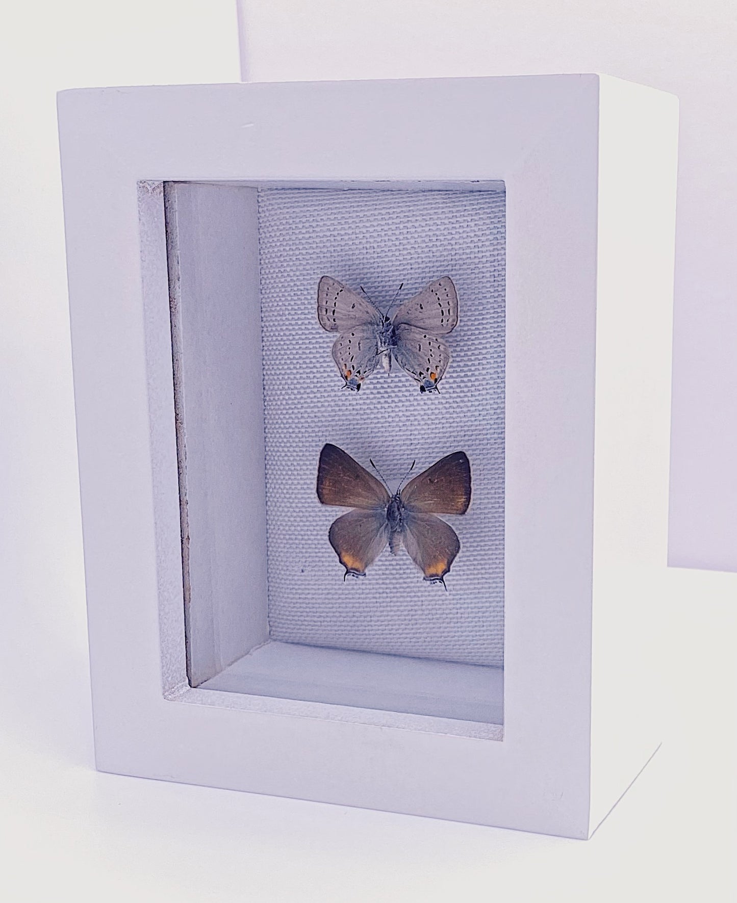 Gray and orange butterflies in white frame