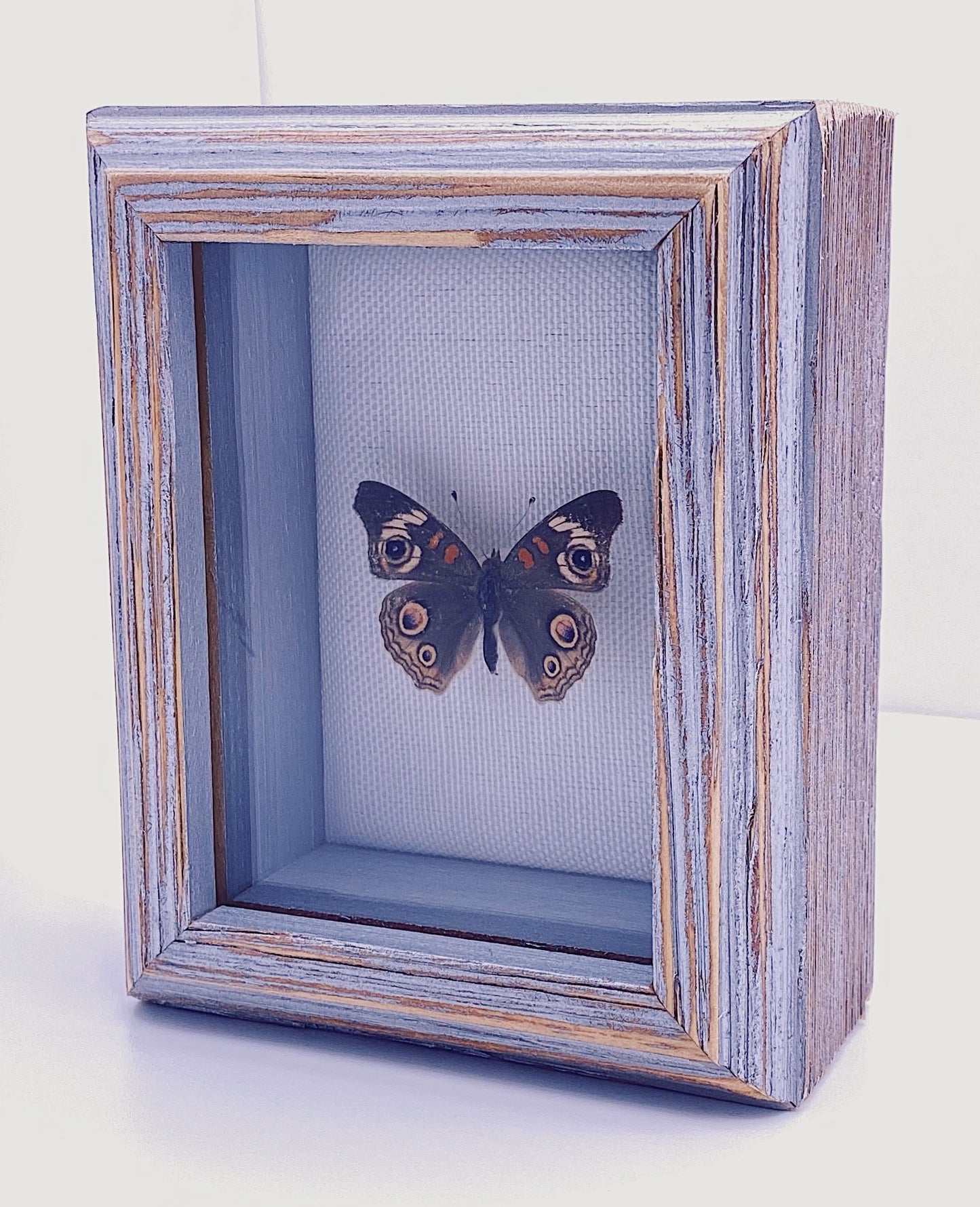 Black and brown butterfly in wooden gray frame