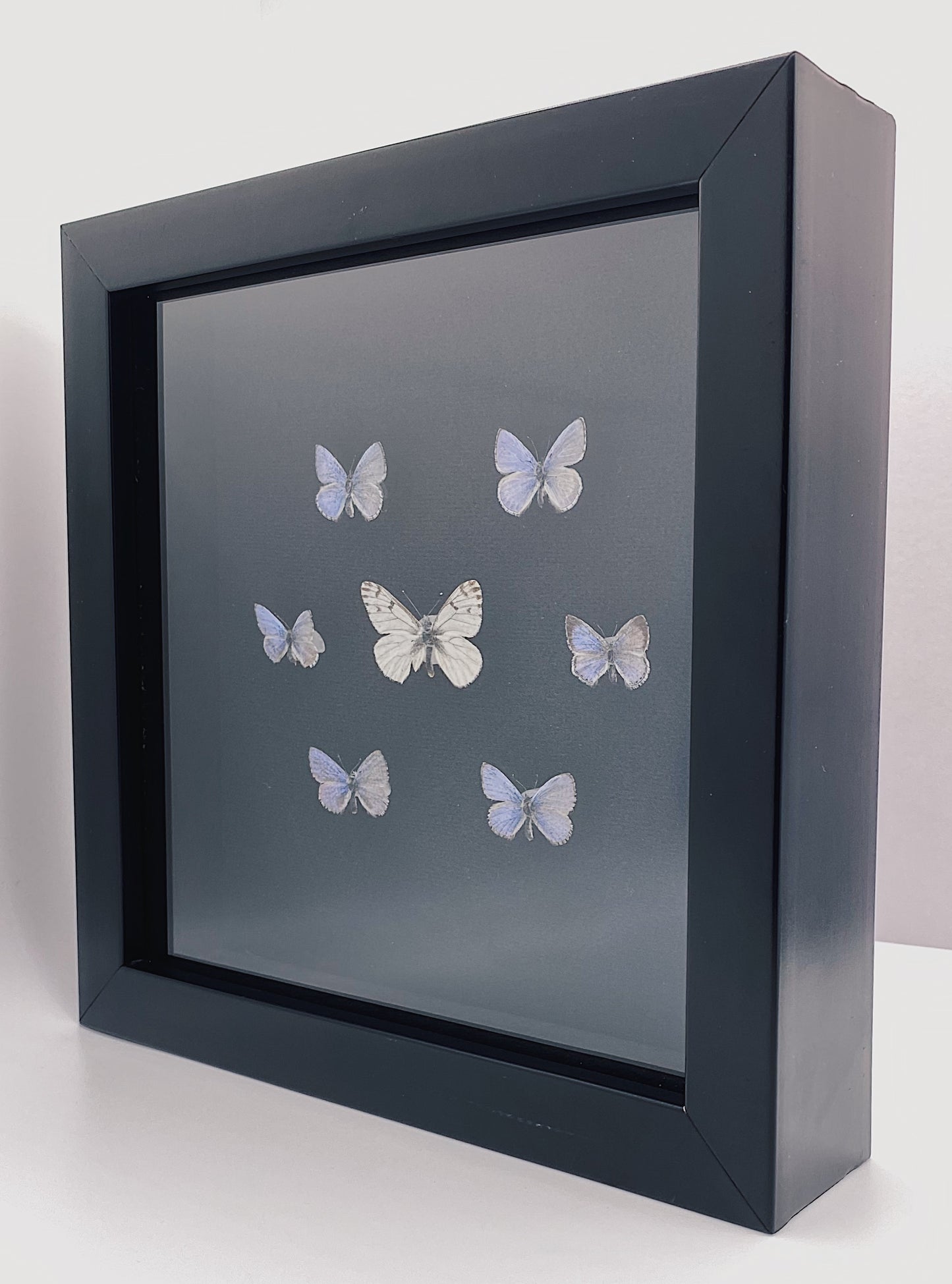 Blue and white butterflies in black frame