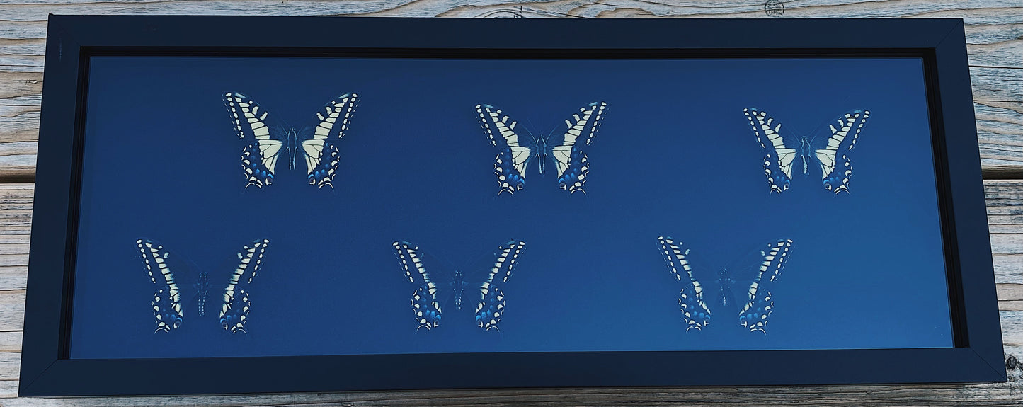 Black and yellow butterflies in black frame