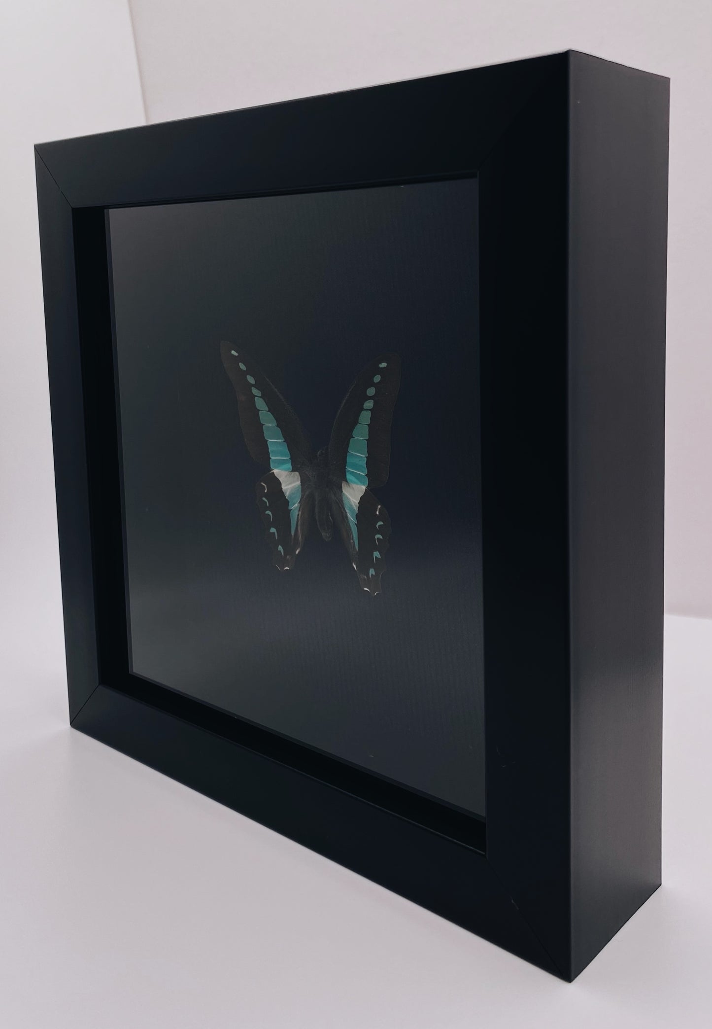 Green and black butterfly in black frame
