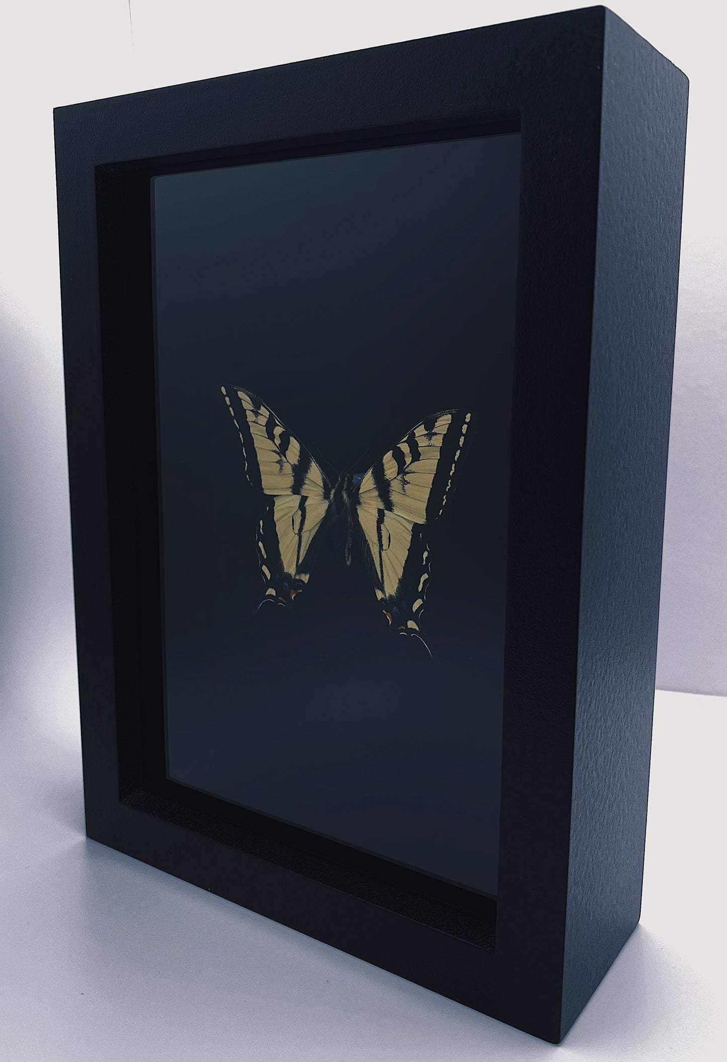 Yellow and black butterfly in black frame