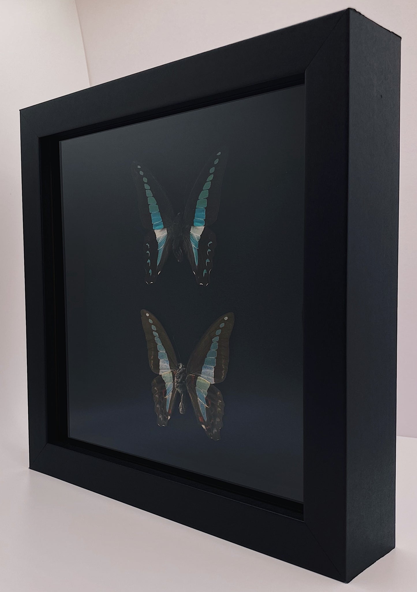 Green and black butterflies in black frame