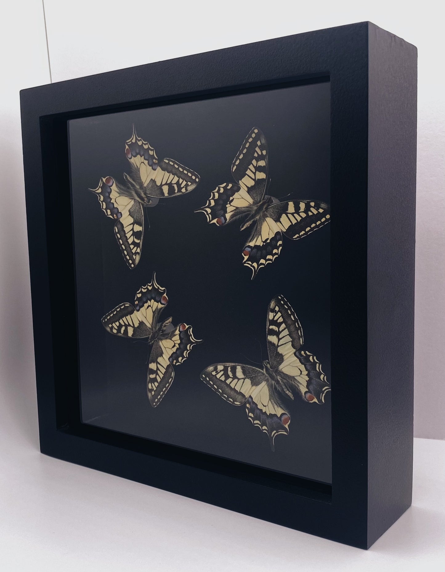 Black and yellow butterflies in black frame