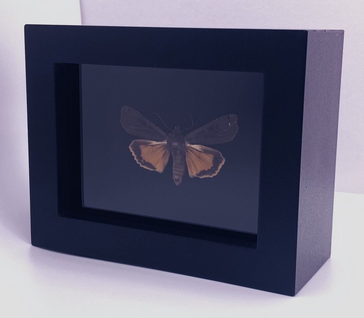 Black and yellow moth in black frame