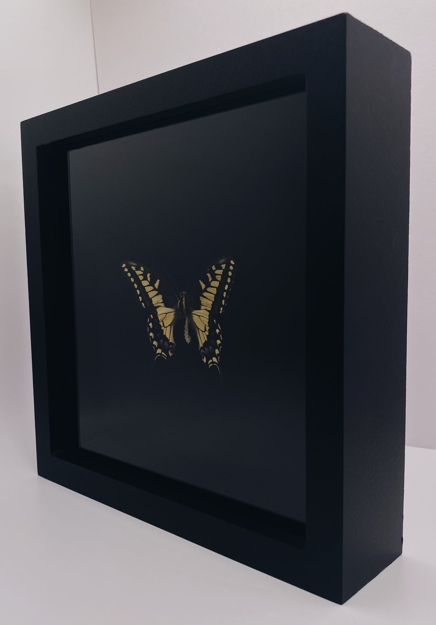 Black and yellow butterfly in black frame