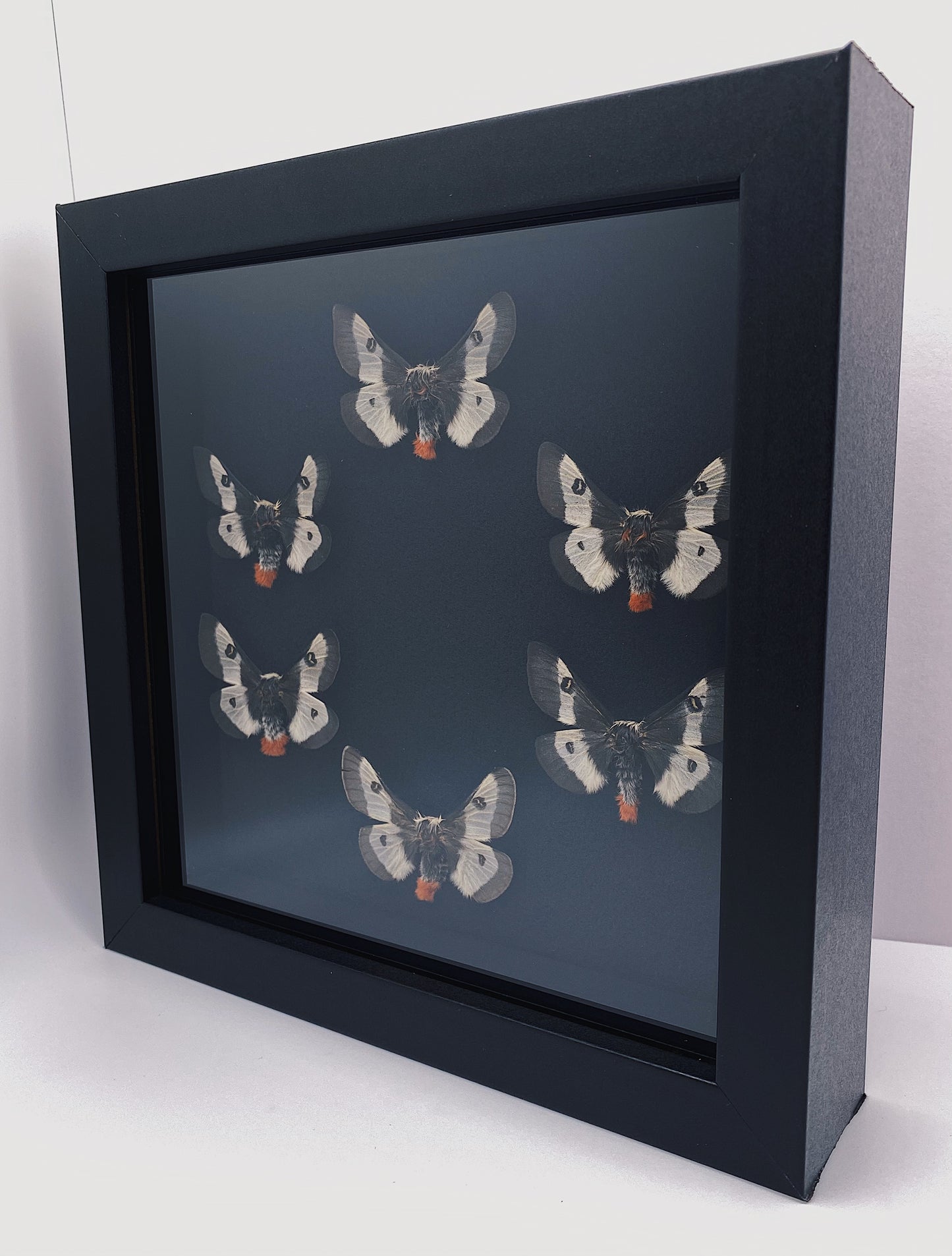 Black, orange, and white moths in black frame
