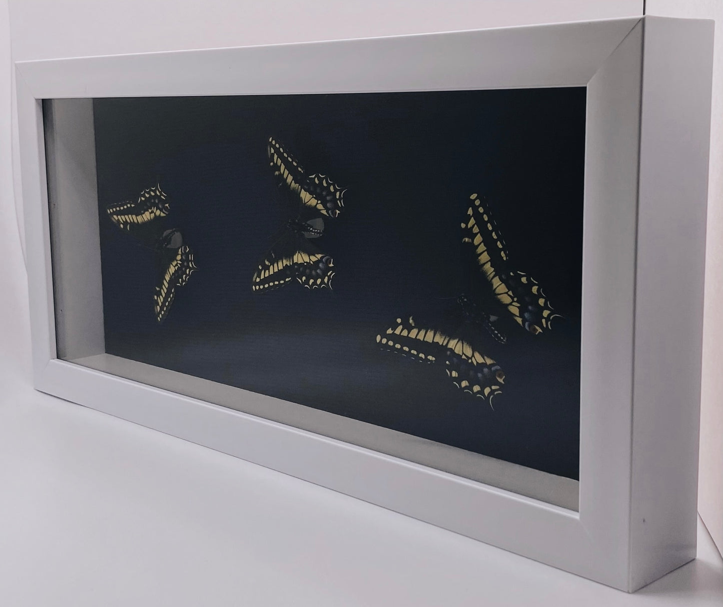 Yellow and black butterflies in white frame