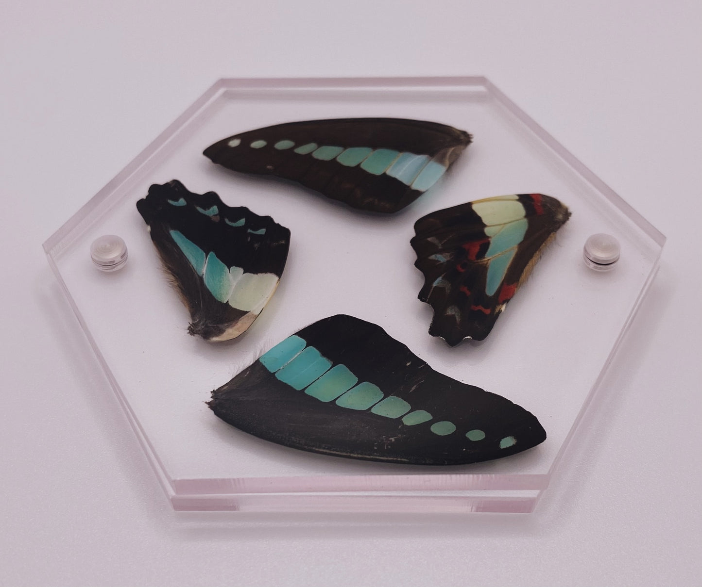 Green and black clear hexagon butterfly coaster
