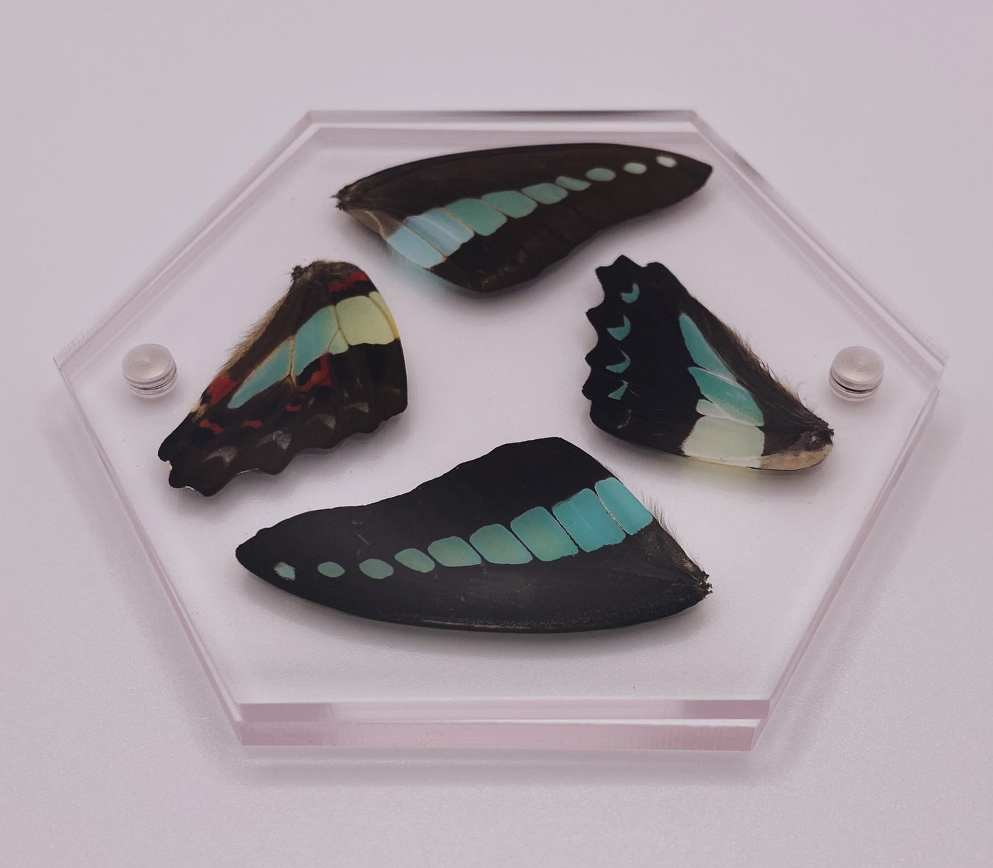 Green and black clear hexagon butterfly coaster