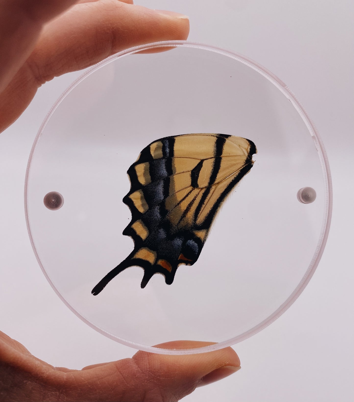 Black and yellow clear circle butterfly coasters