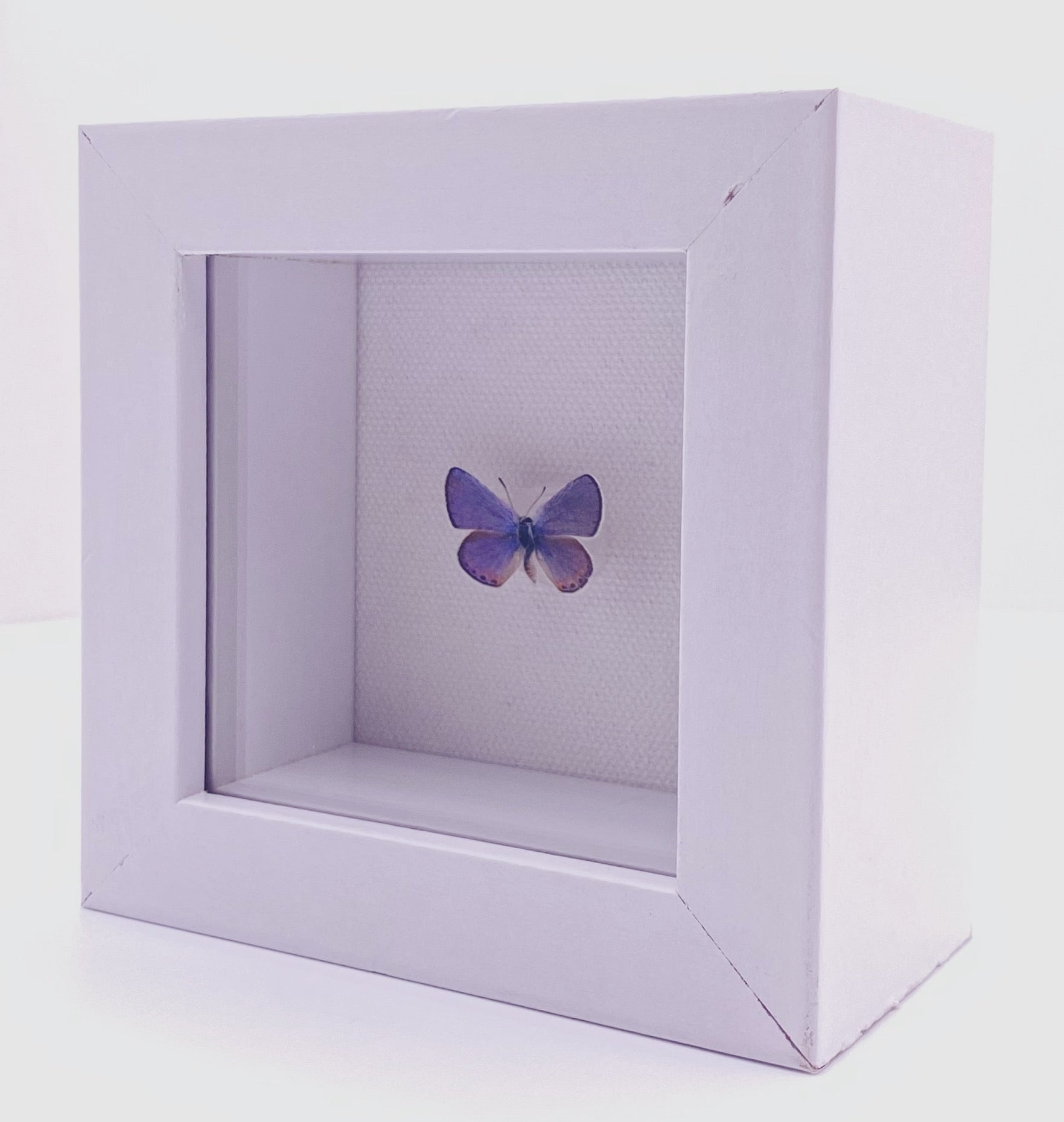 Blue and orange butterfly in white frame