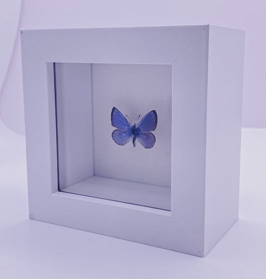 Blue and black butterfly in white frame