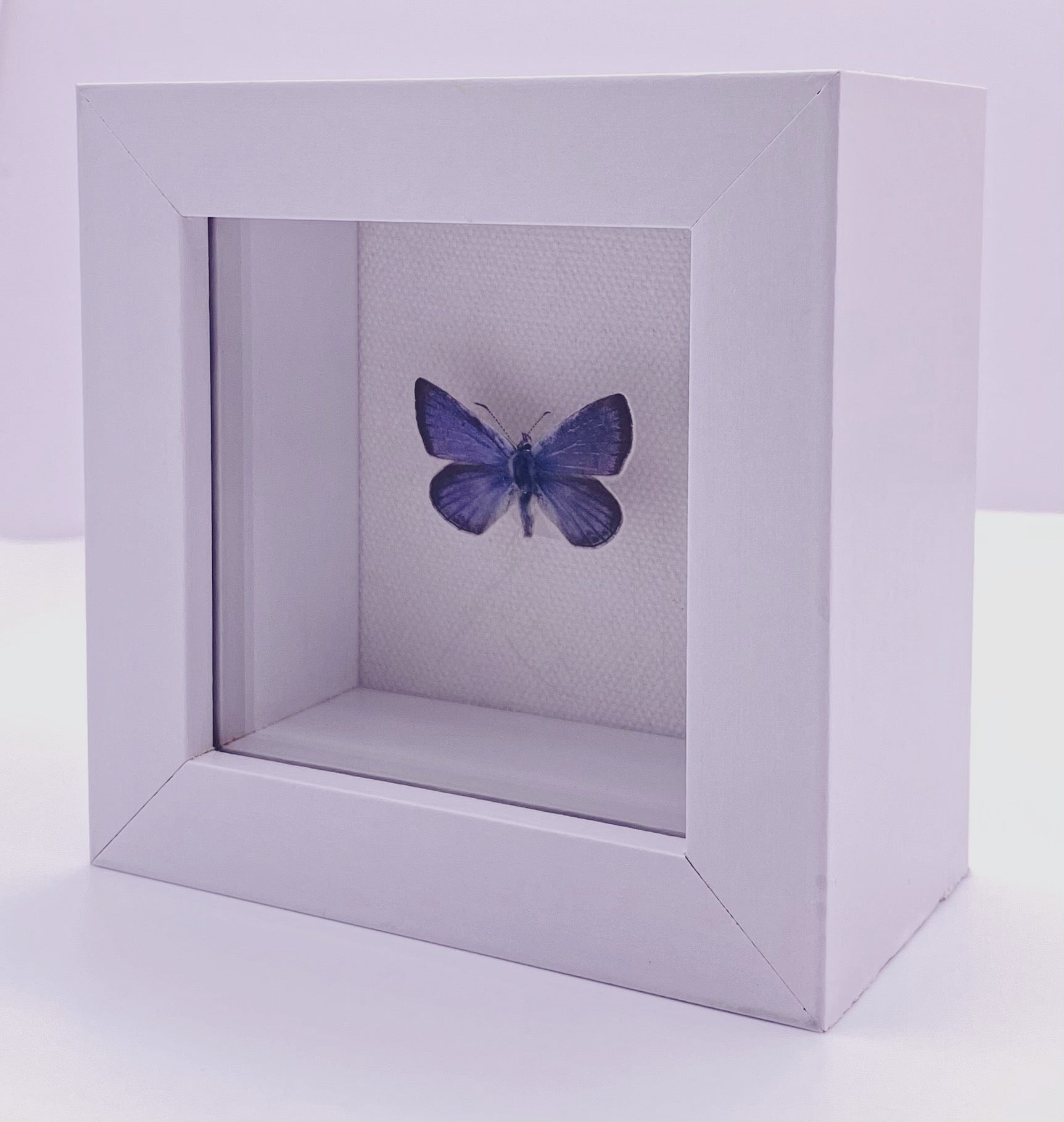 Blue and black butterfly in white frame