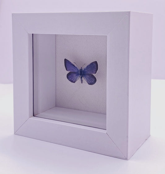Blue and black butterfly in white frame
