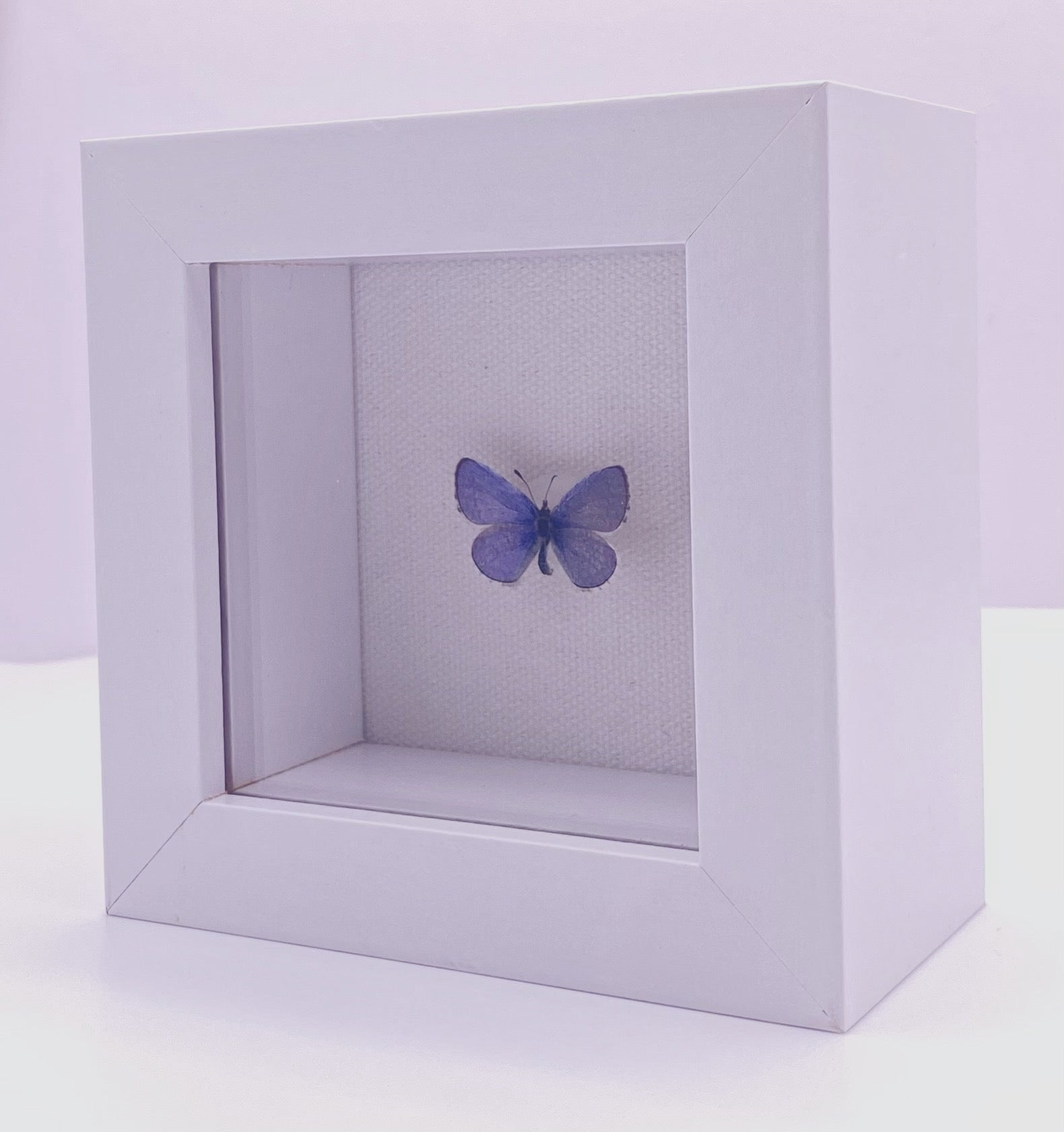 Blue and white butterfly in white frame