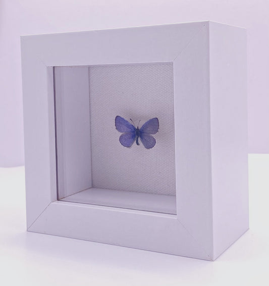 Blue and white butterfly in white frame