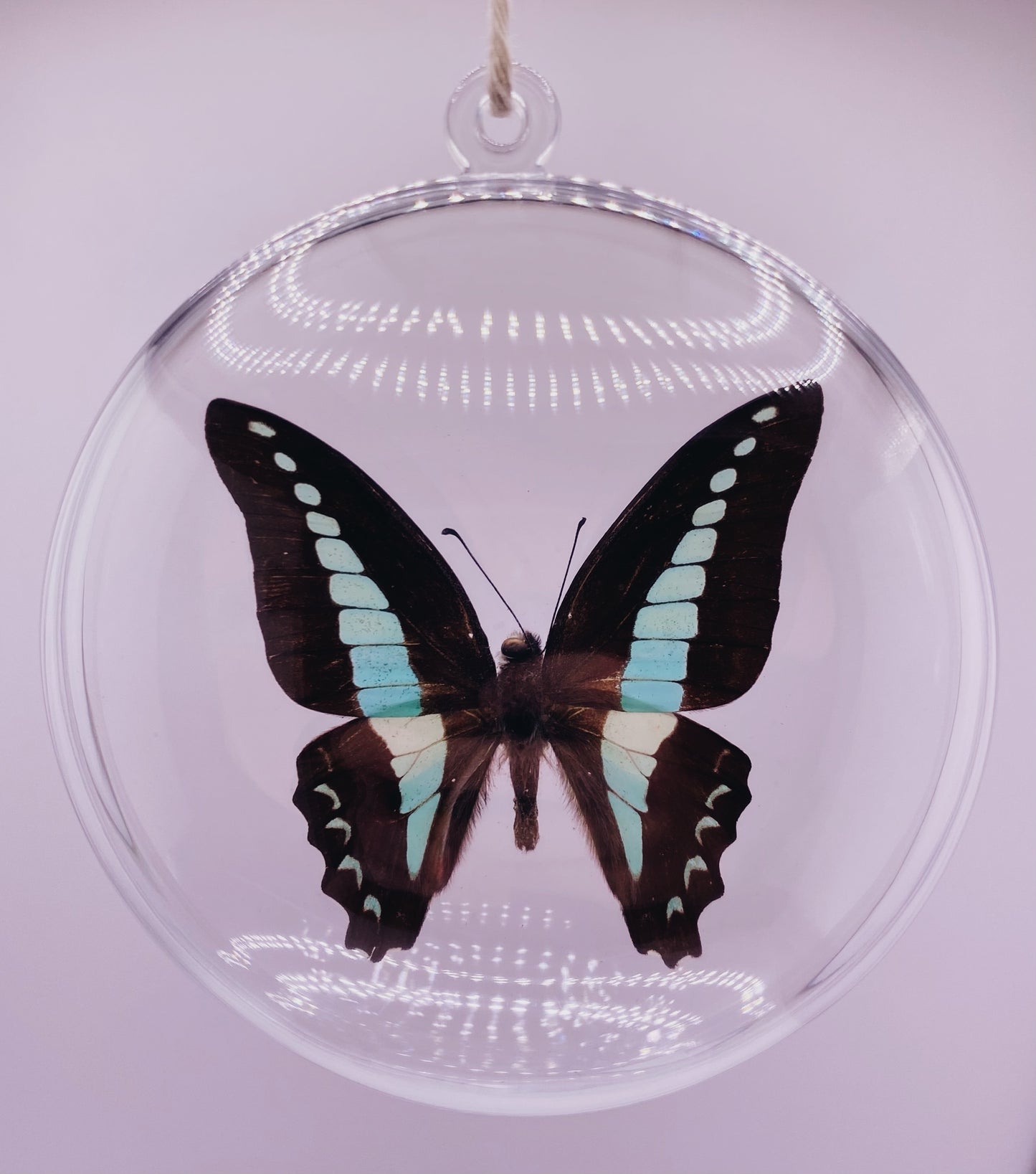 Green and black butterfly ornament