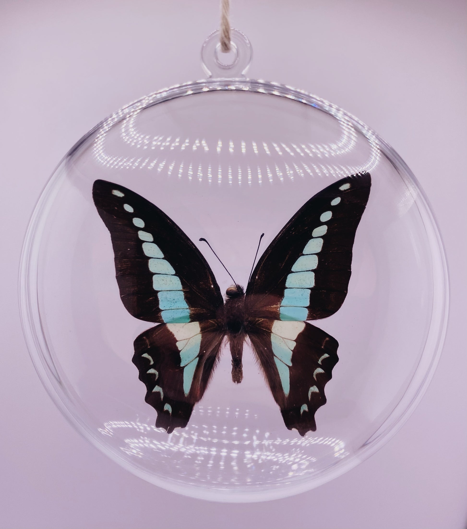 Green and black butterfly ornament