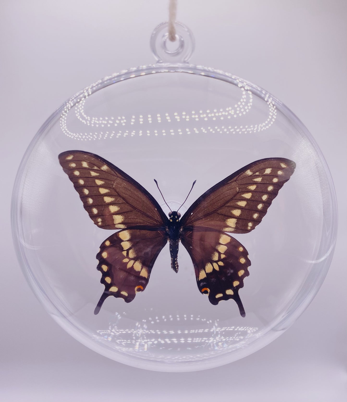 Black, yellow, blue, and red butterfly ornament