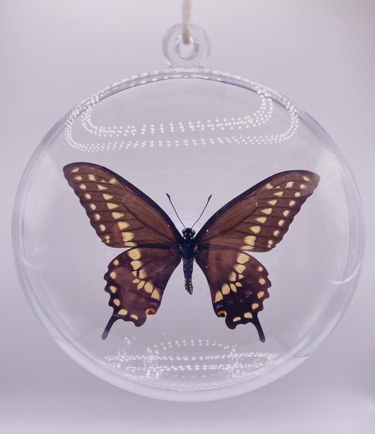 Black, yellow, blue, and red butterfly ornament