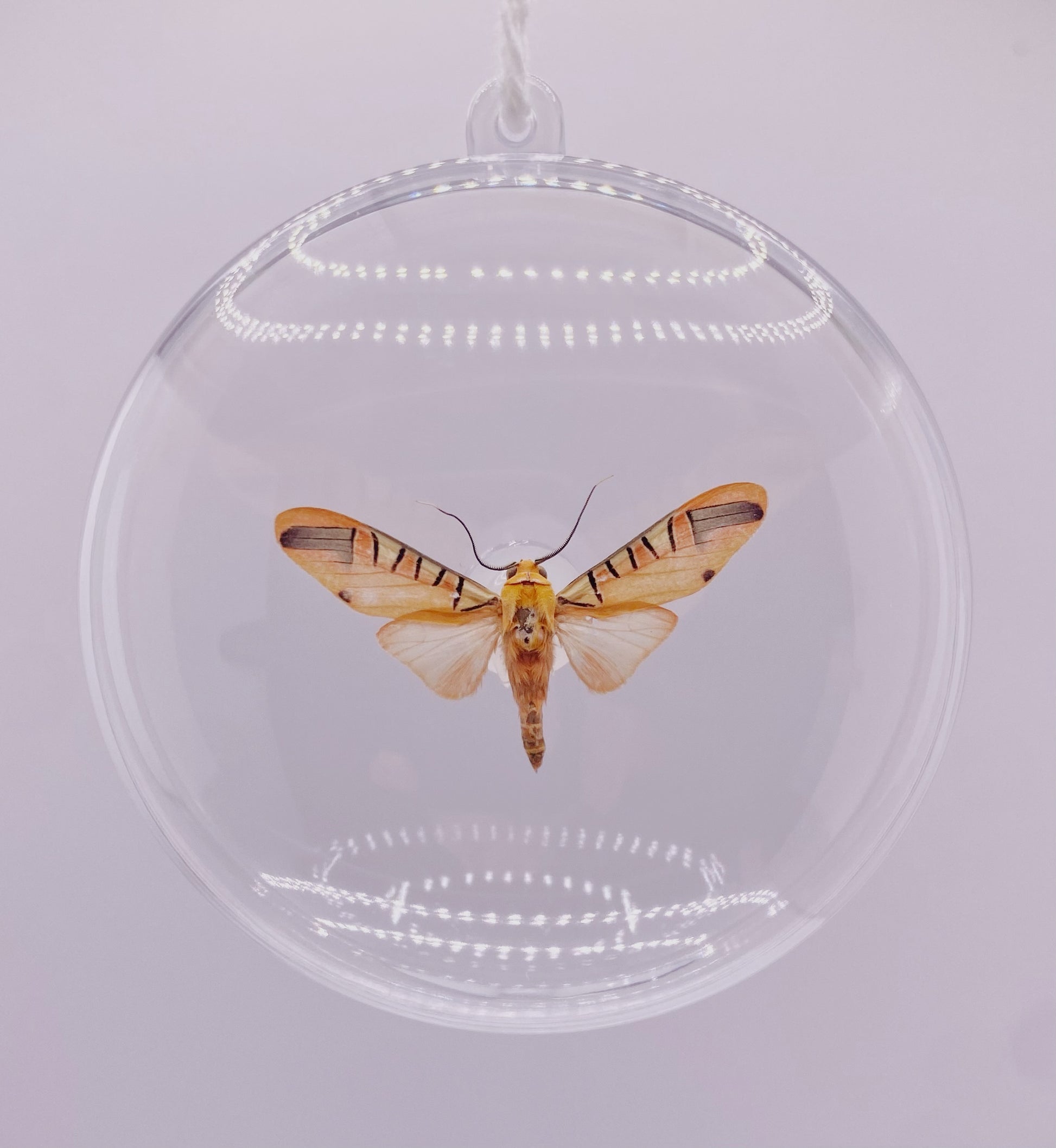 Yellow and pink moth ornament