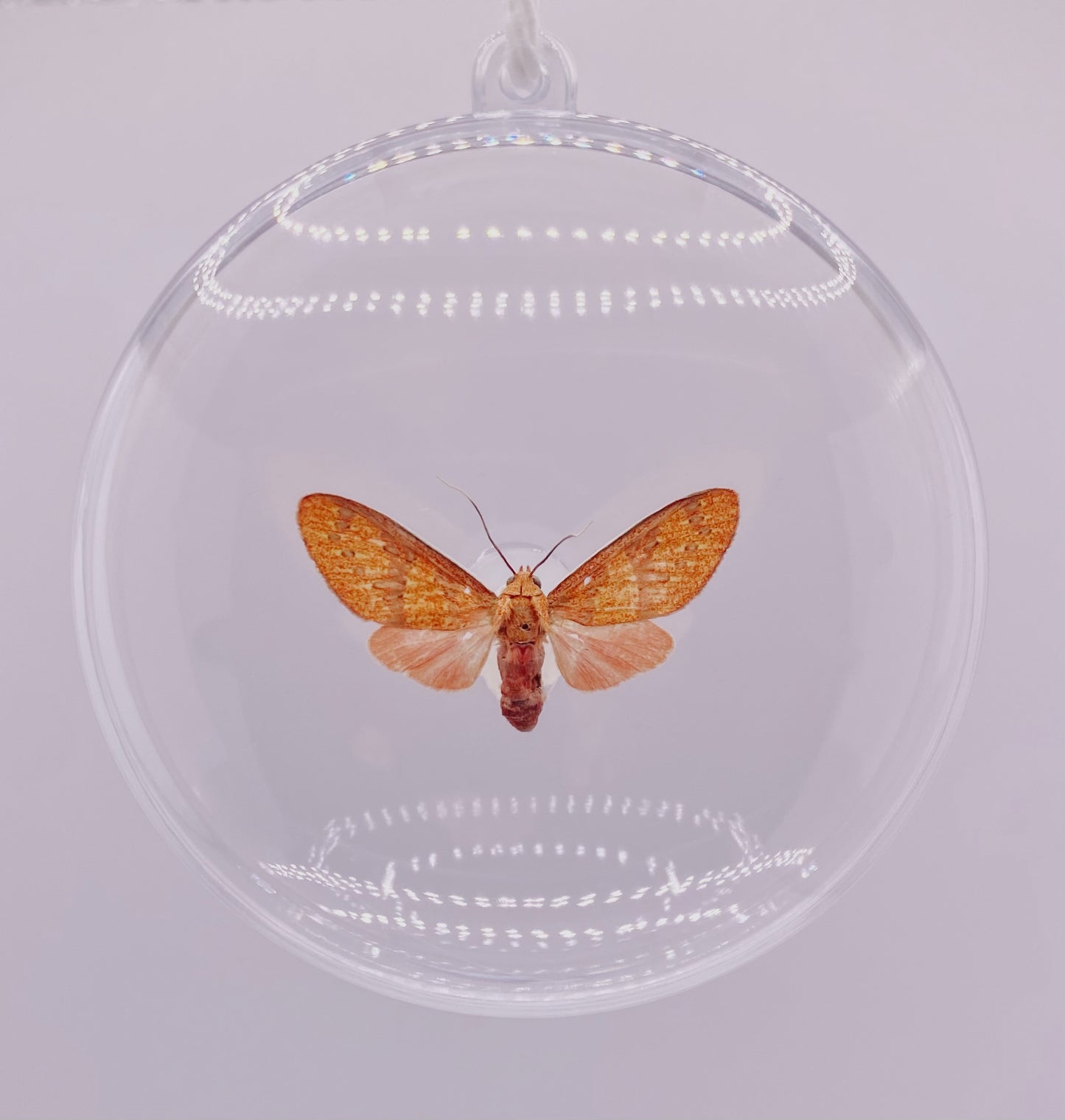 Pink moth ornament