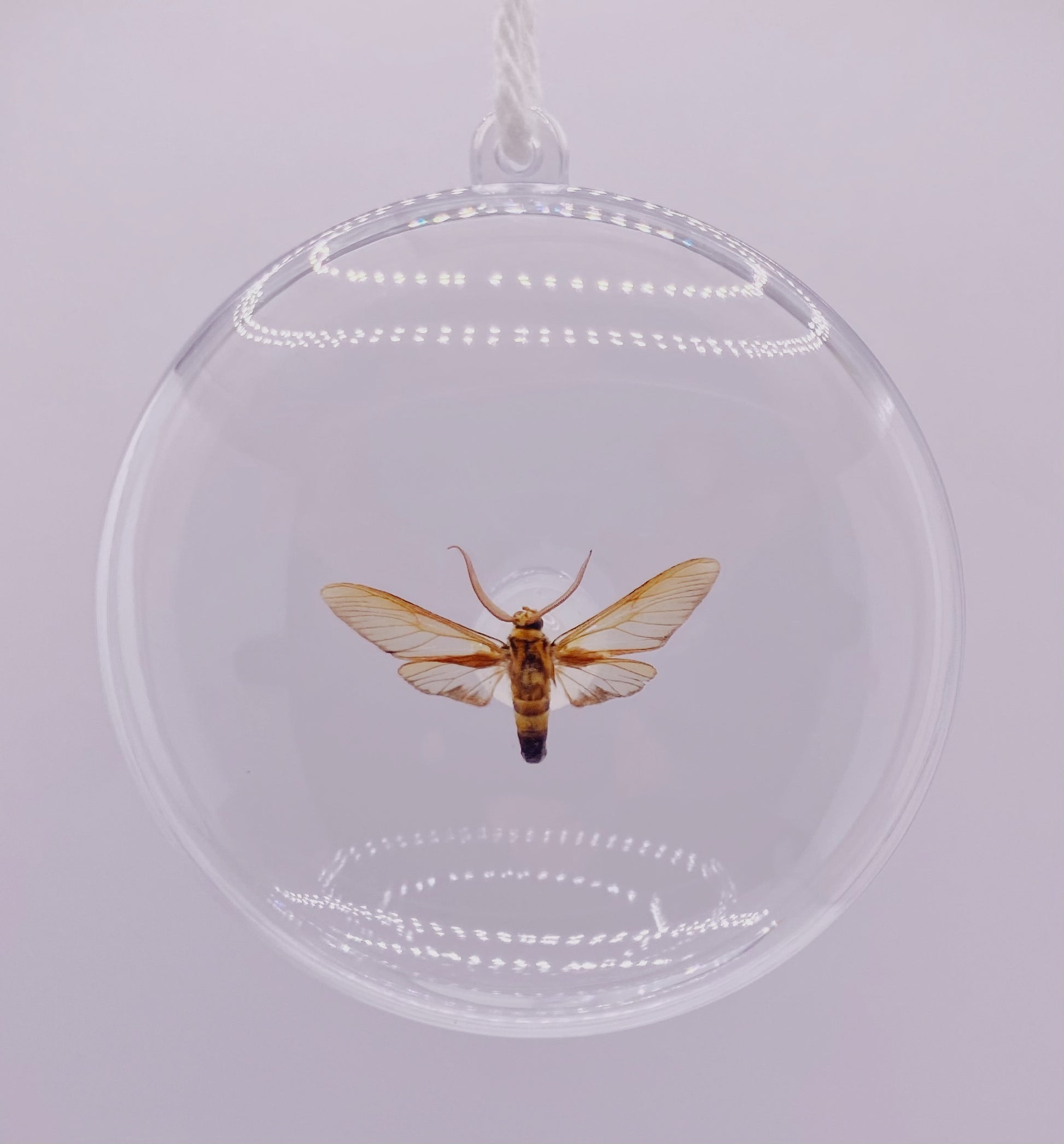 Clear, gold, and brown moth ornament
