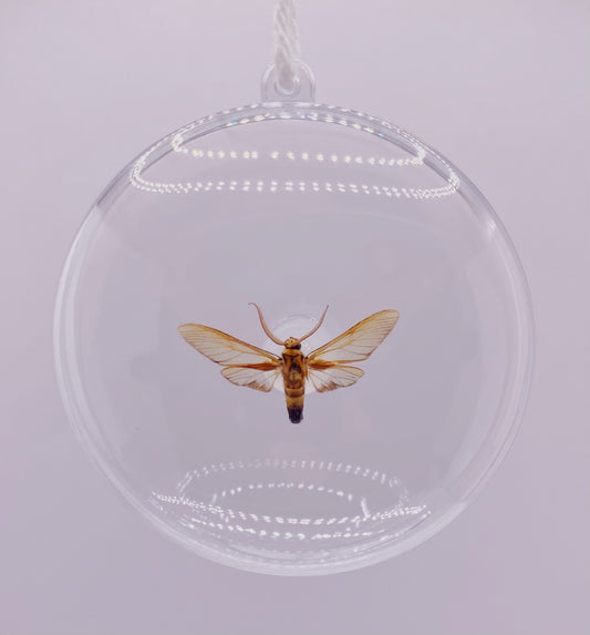 Clear, gold, and brown moth ornament
