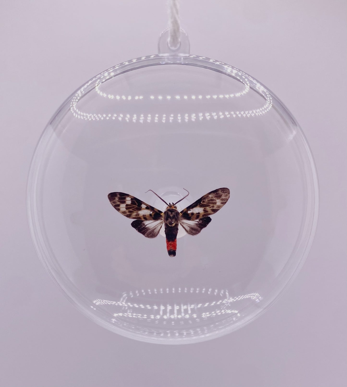 Black, white, and red moth ornament