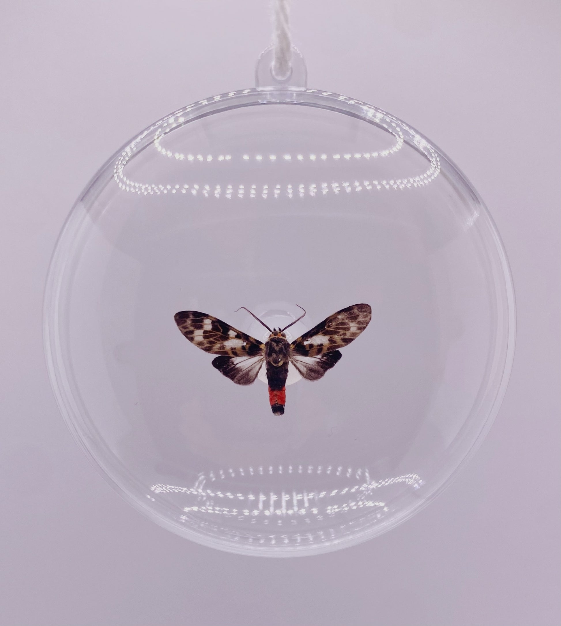 Black, white, and red moth ornament